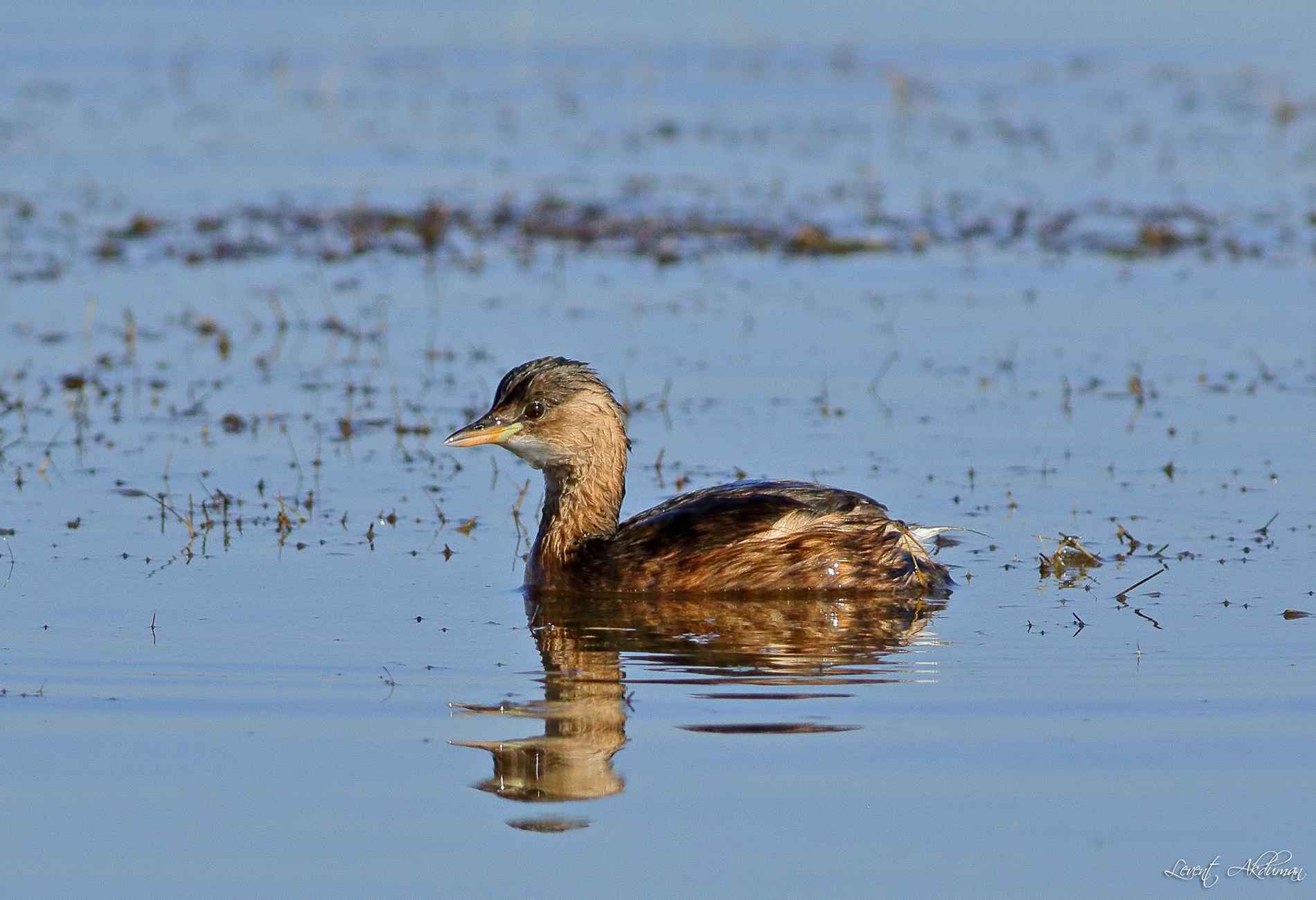 Little Grebe