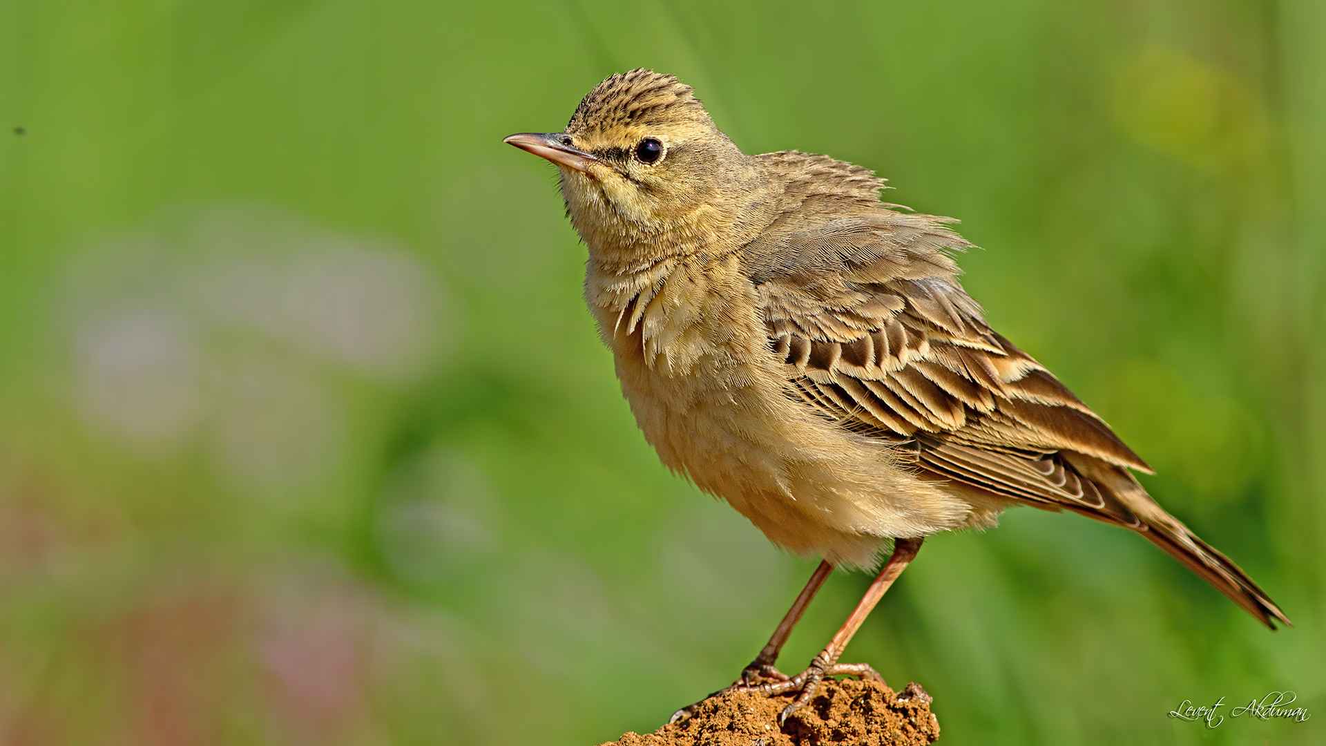Tawny Pipit