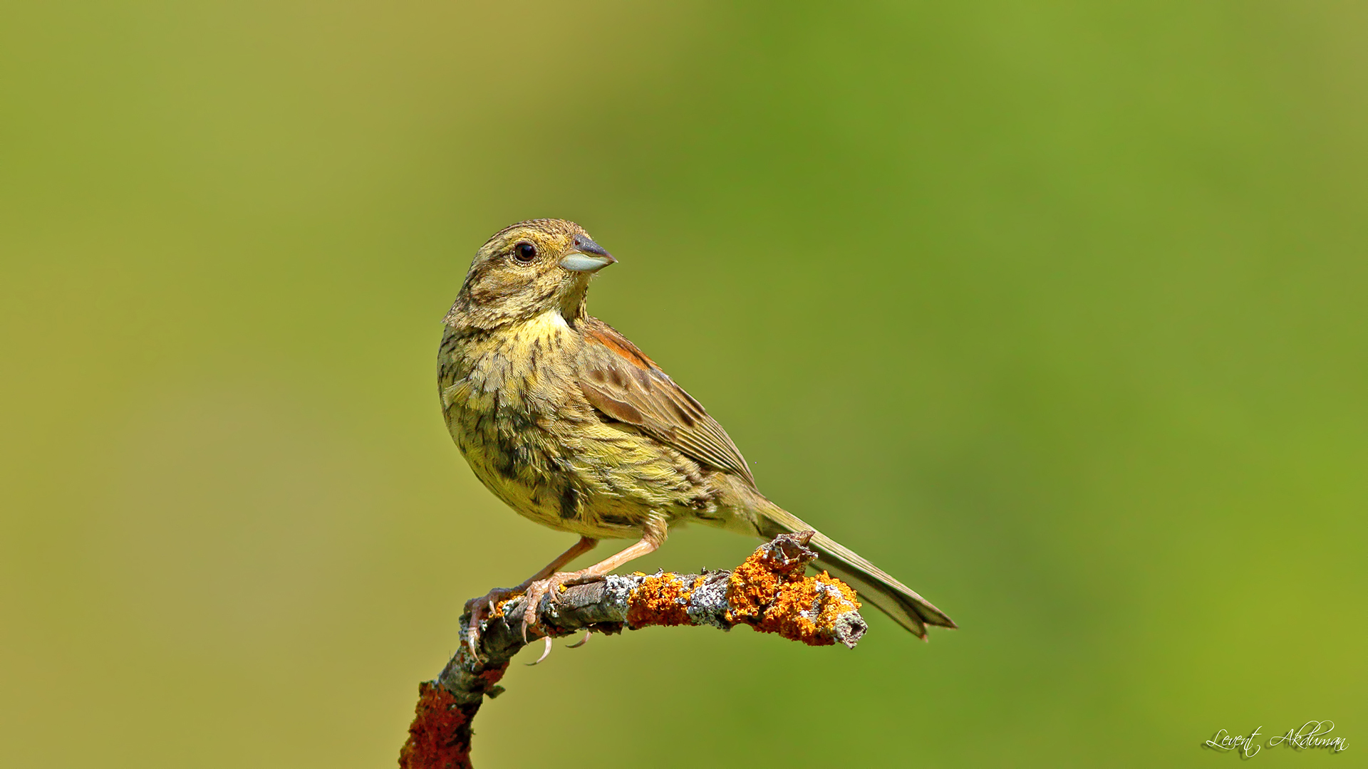 Cirl Bunting