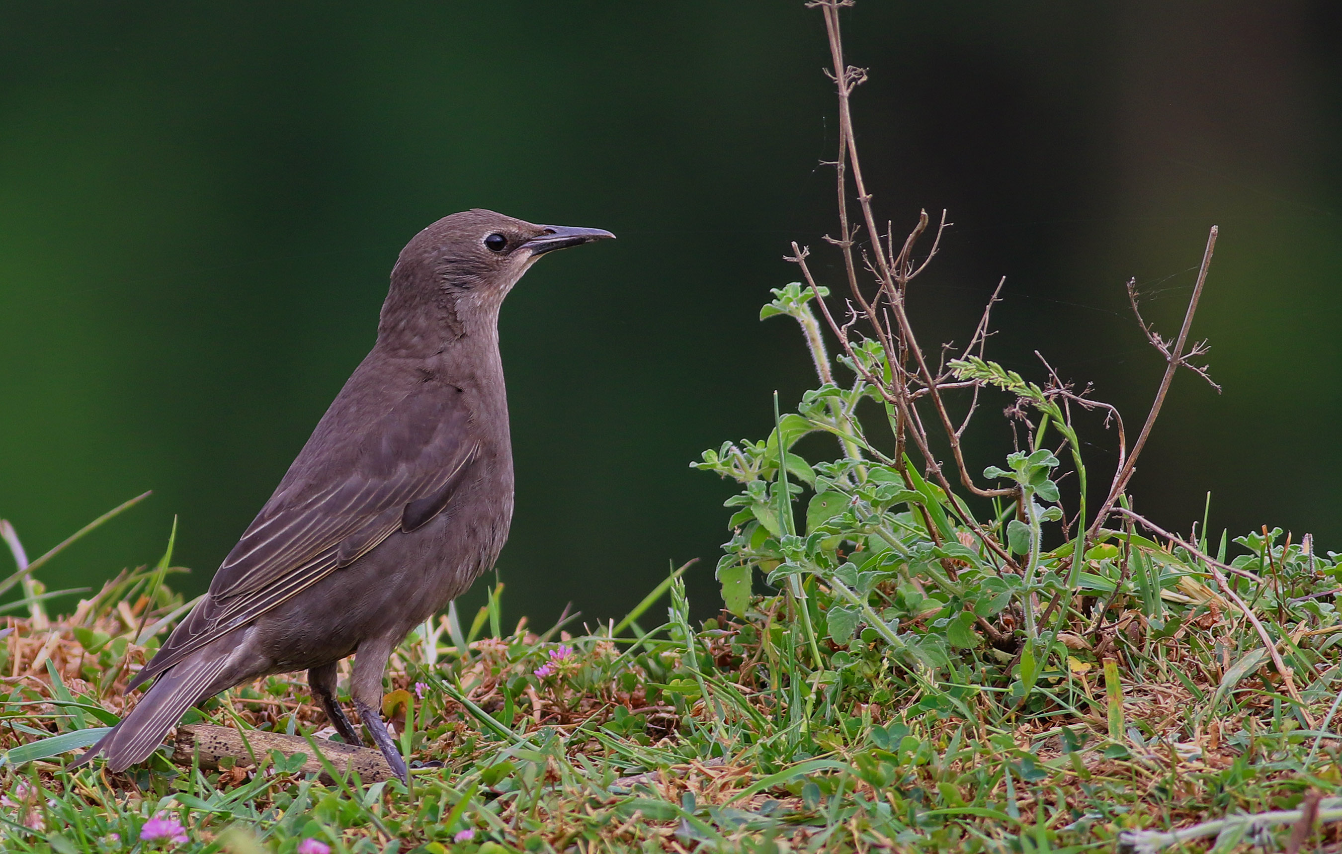 European Starling