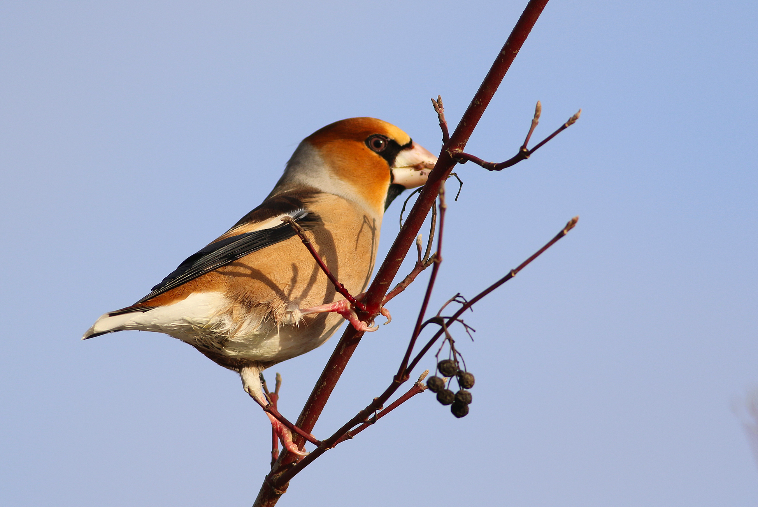 Hawfinch