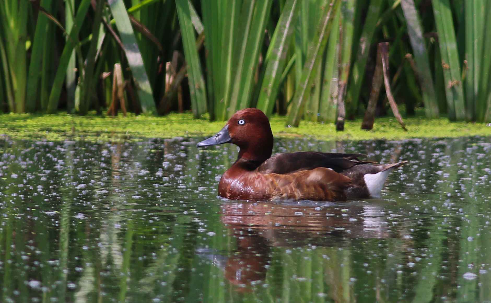 Ferruginous Duck