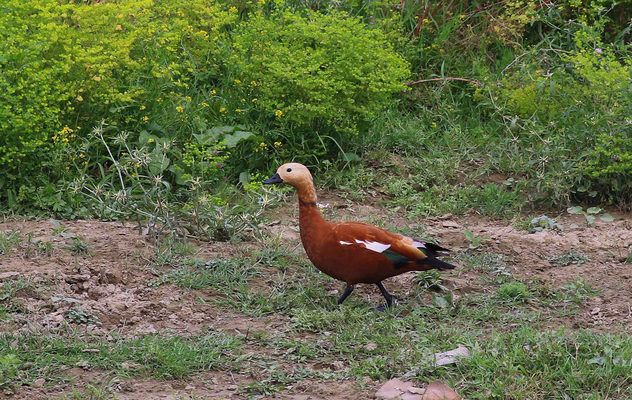 Ruddy Shelduck