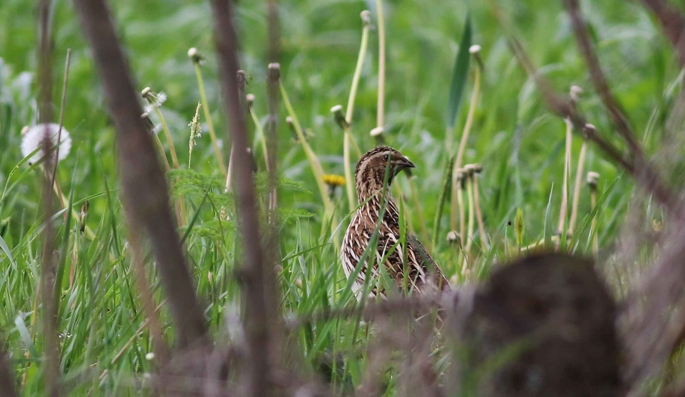 Common Quail