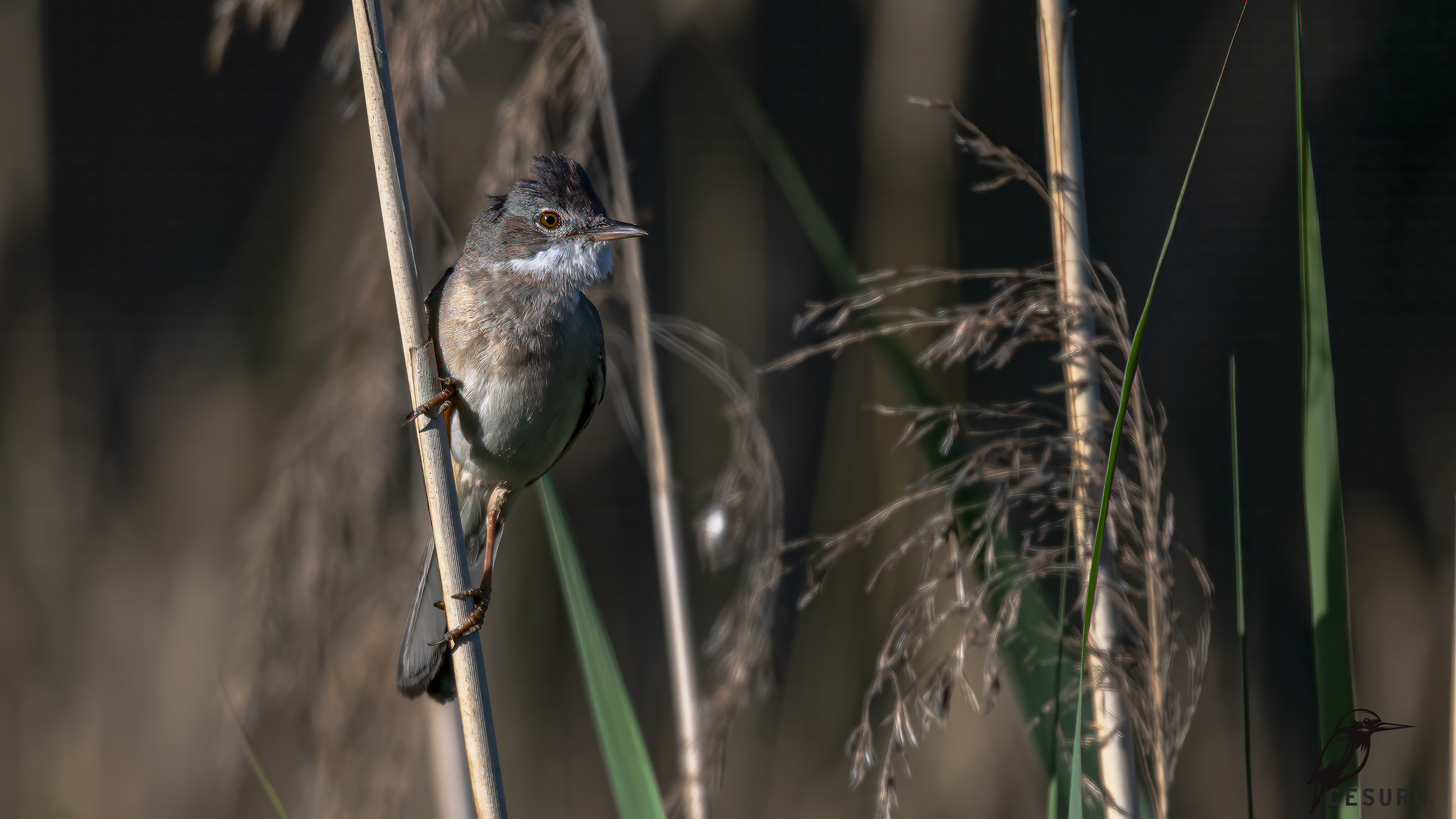 Greater Whitethroat