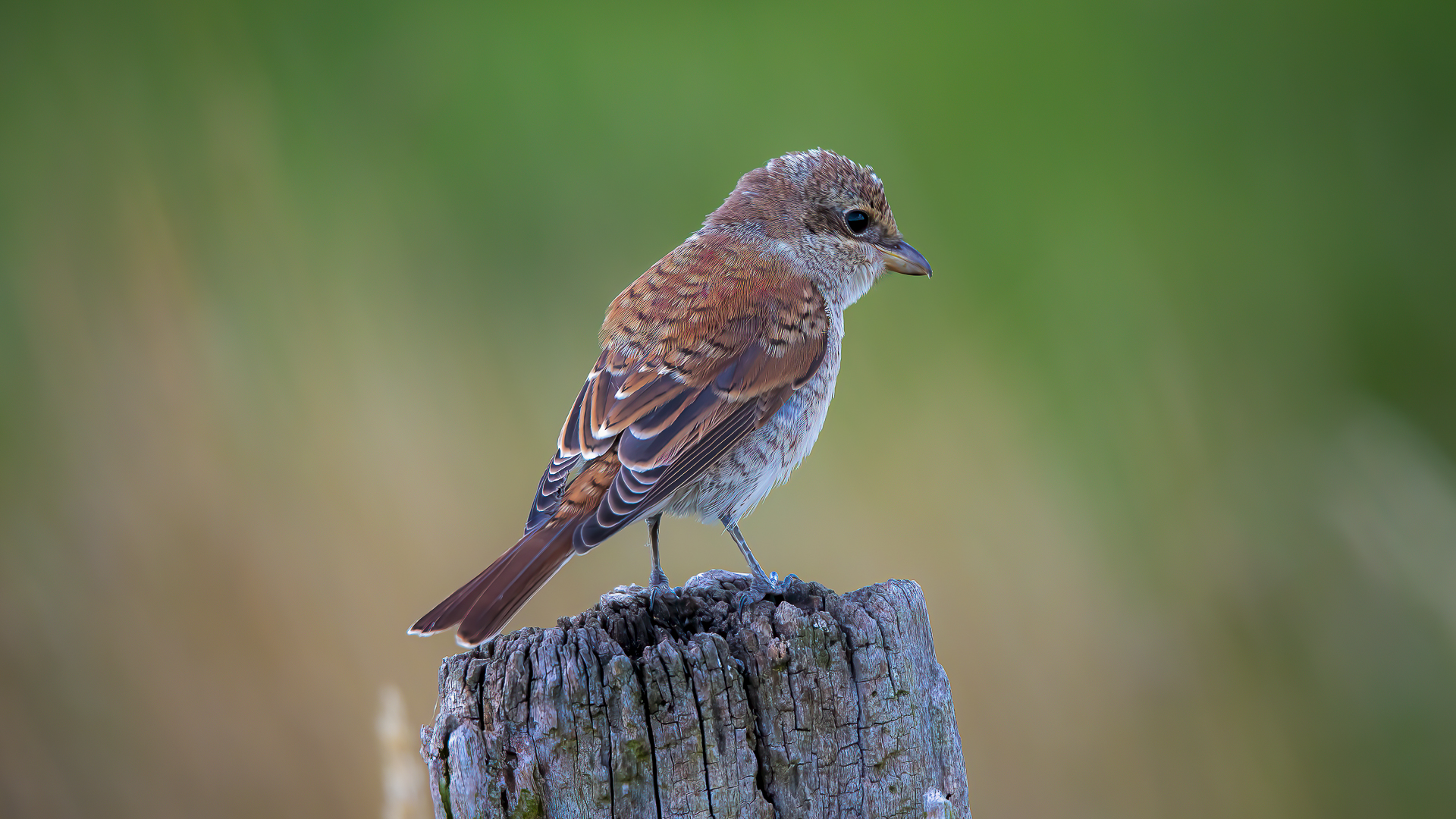 Red-backed Shrike