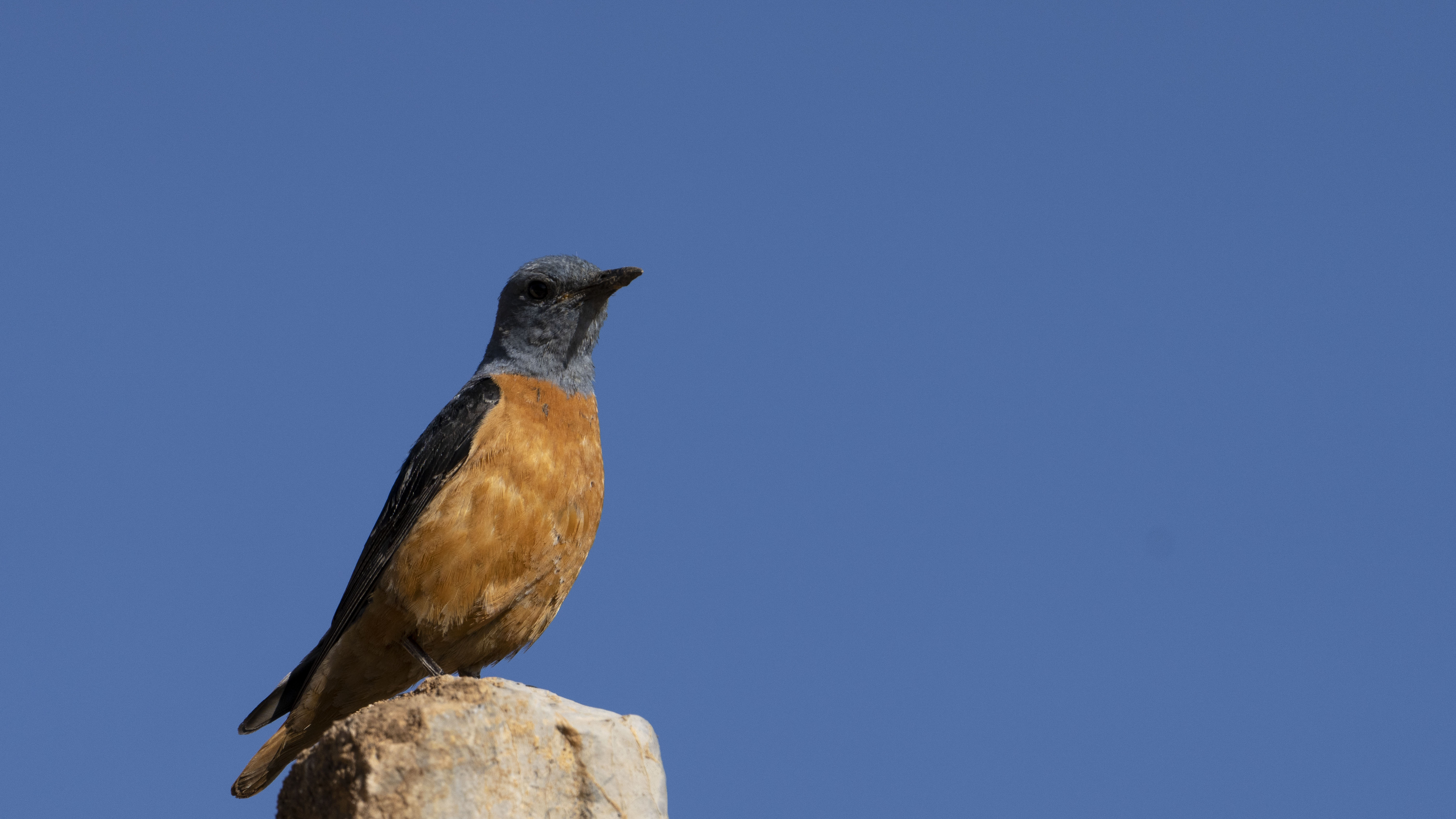 Rufous-tailed Rock-Thrush