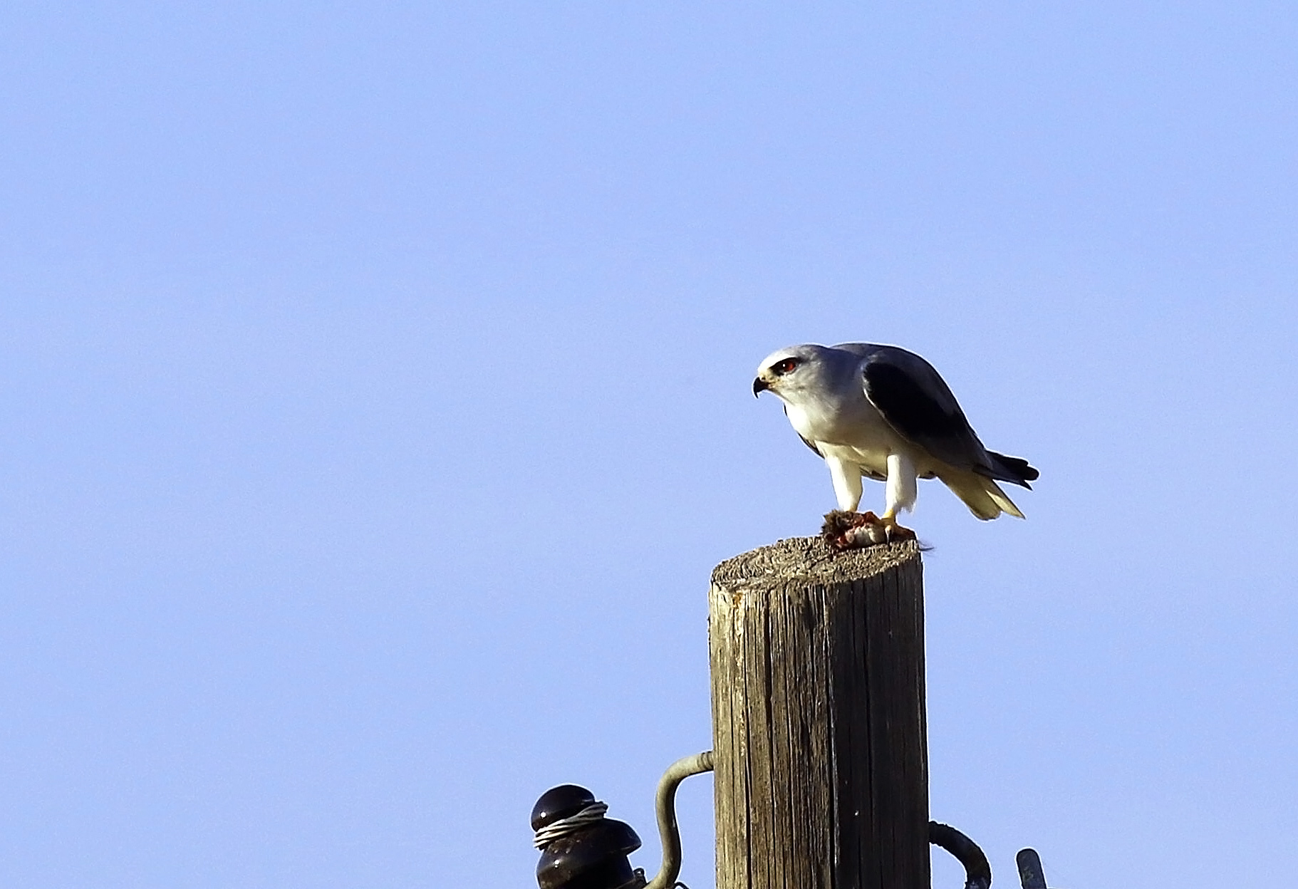 Black-winged Kite
