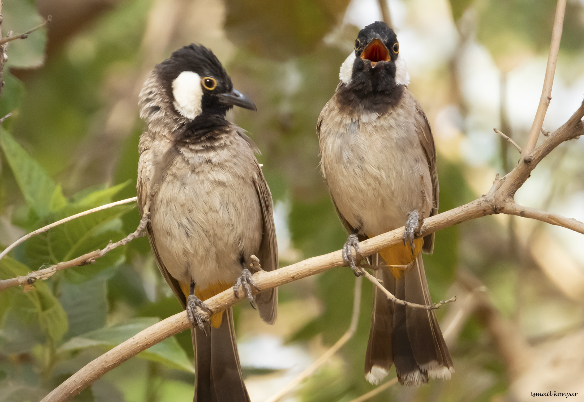 White-eared Bulbul