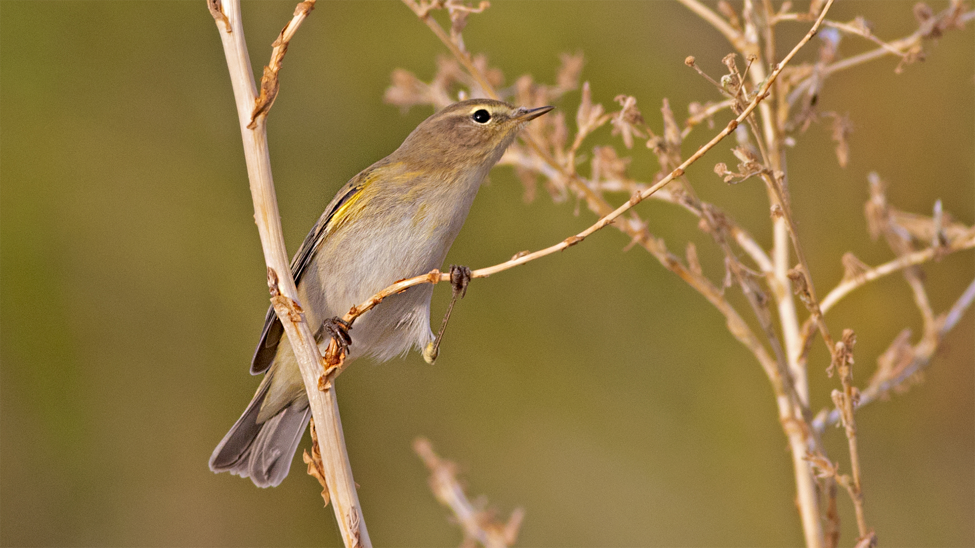 Common Chiffchaff