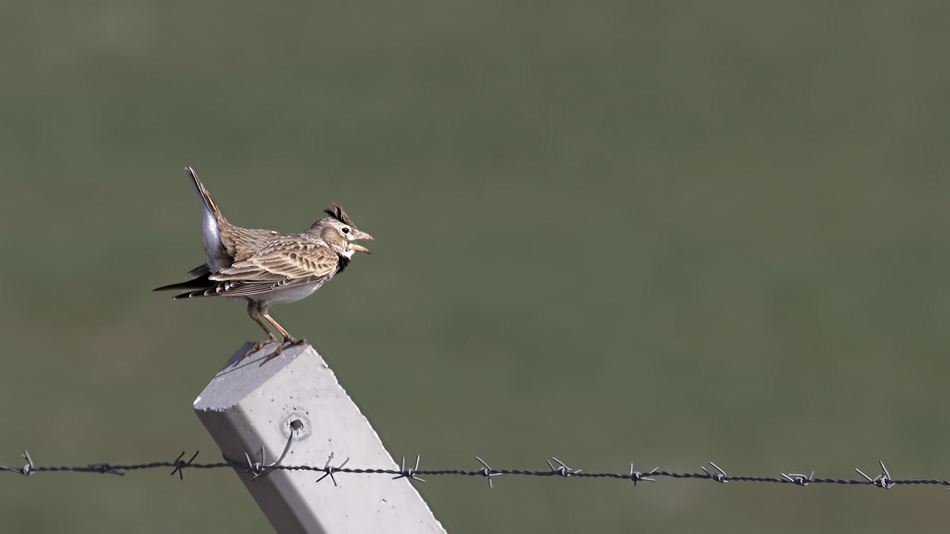 Calandra Lark