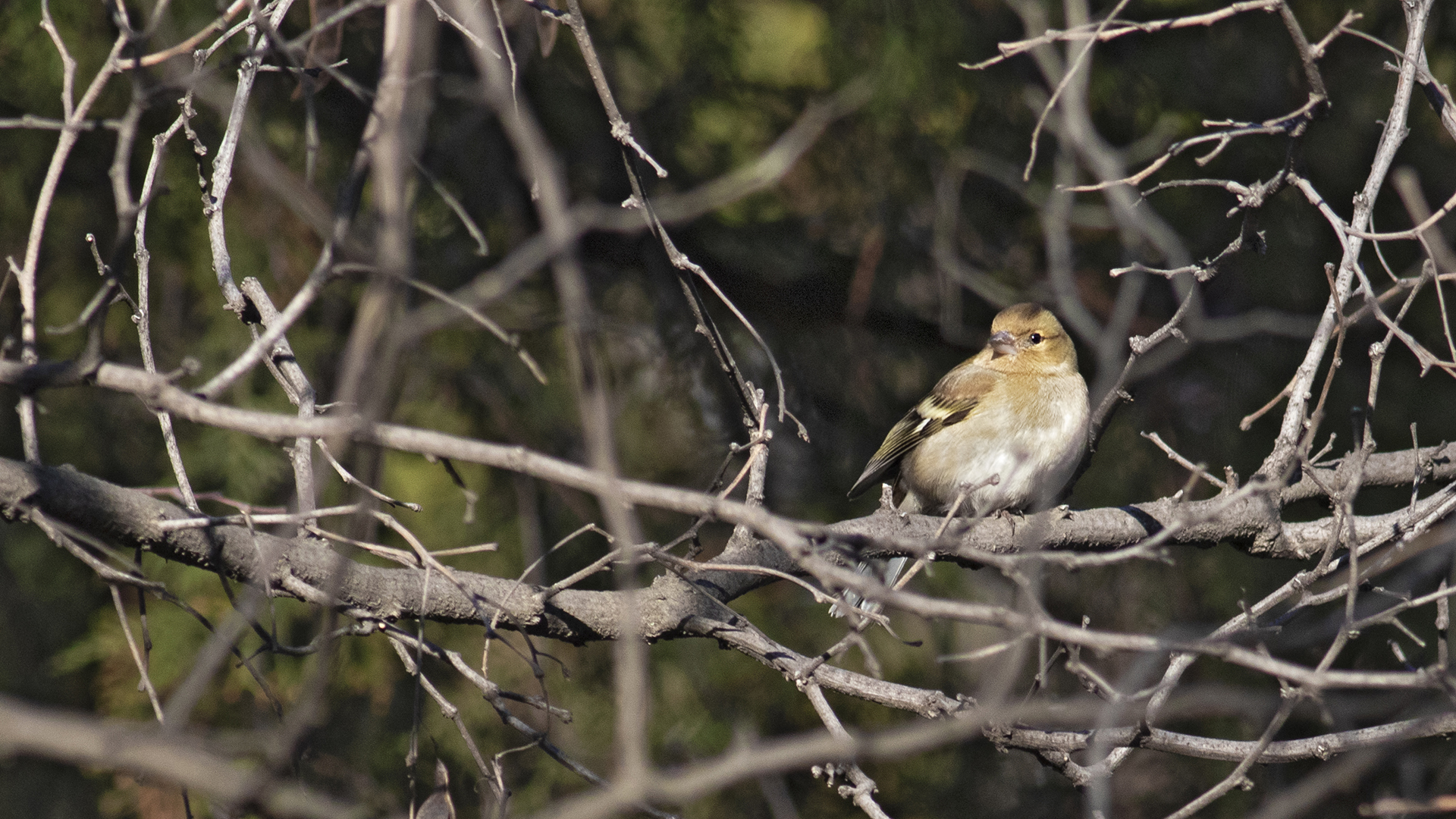 Common Chaffinch