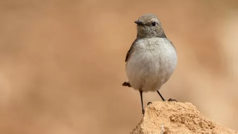 Aksırtlı kuyrukkakan