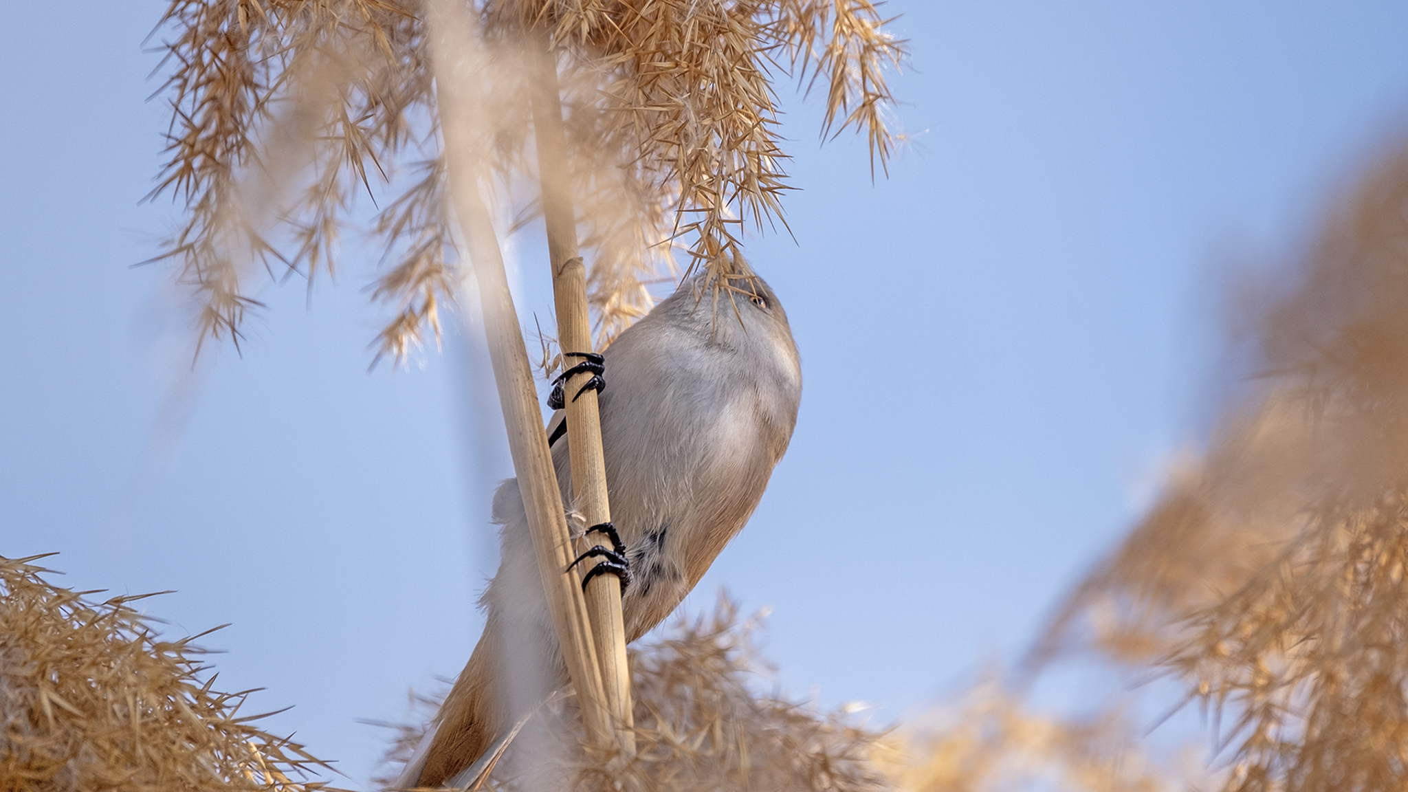 Bearded Reedling