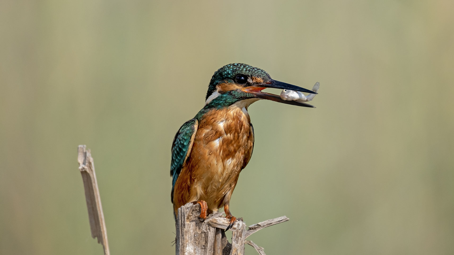 Common Kingfisher