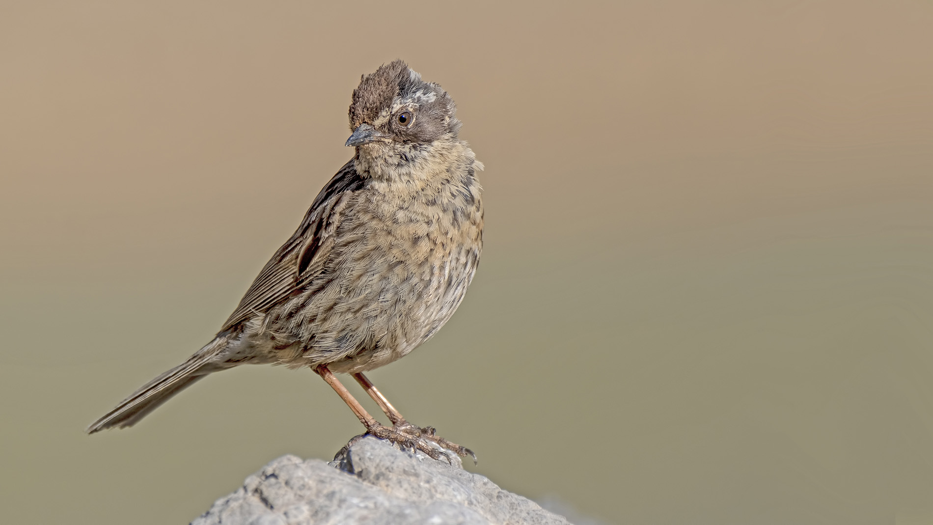 Radde's Accentor