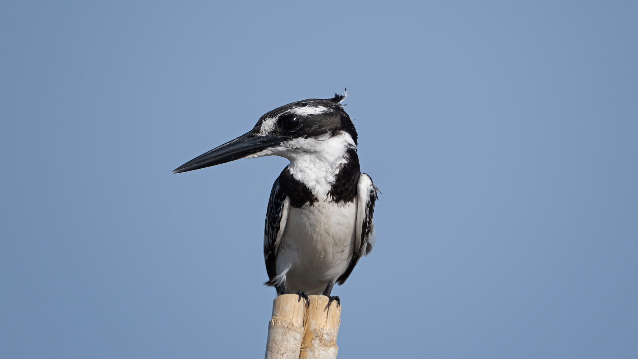 Pied Kingfisher