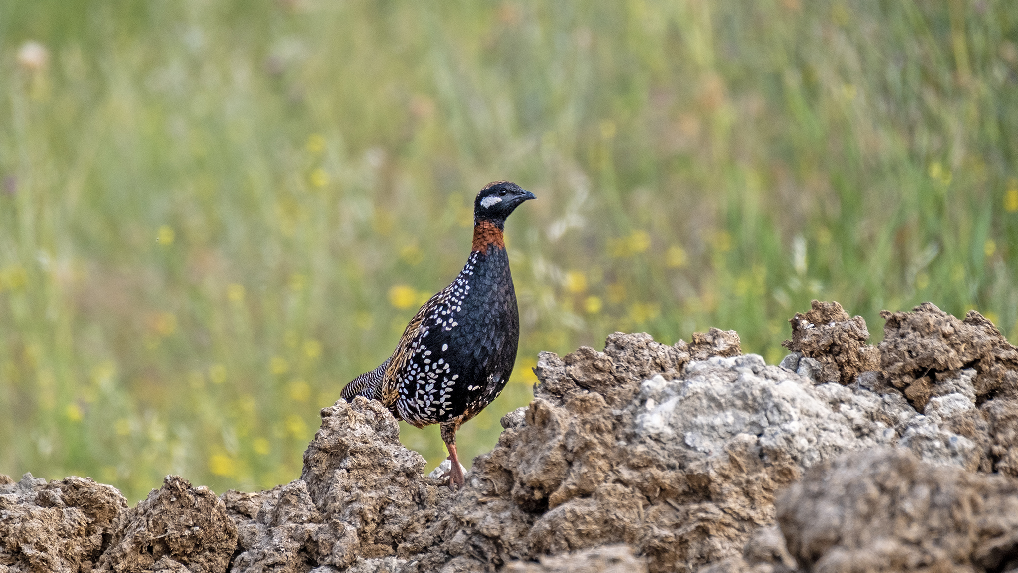 Black Francolin