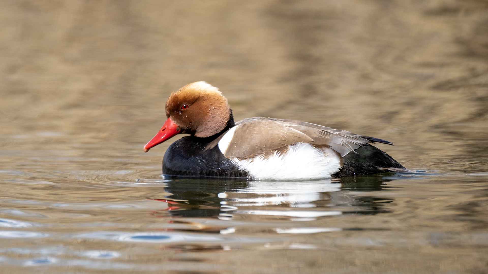 Red-crested Pochard