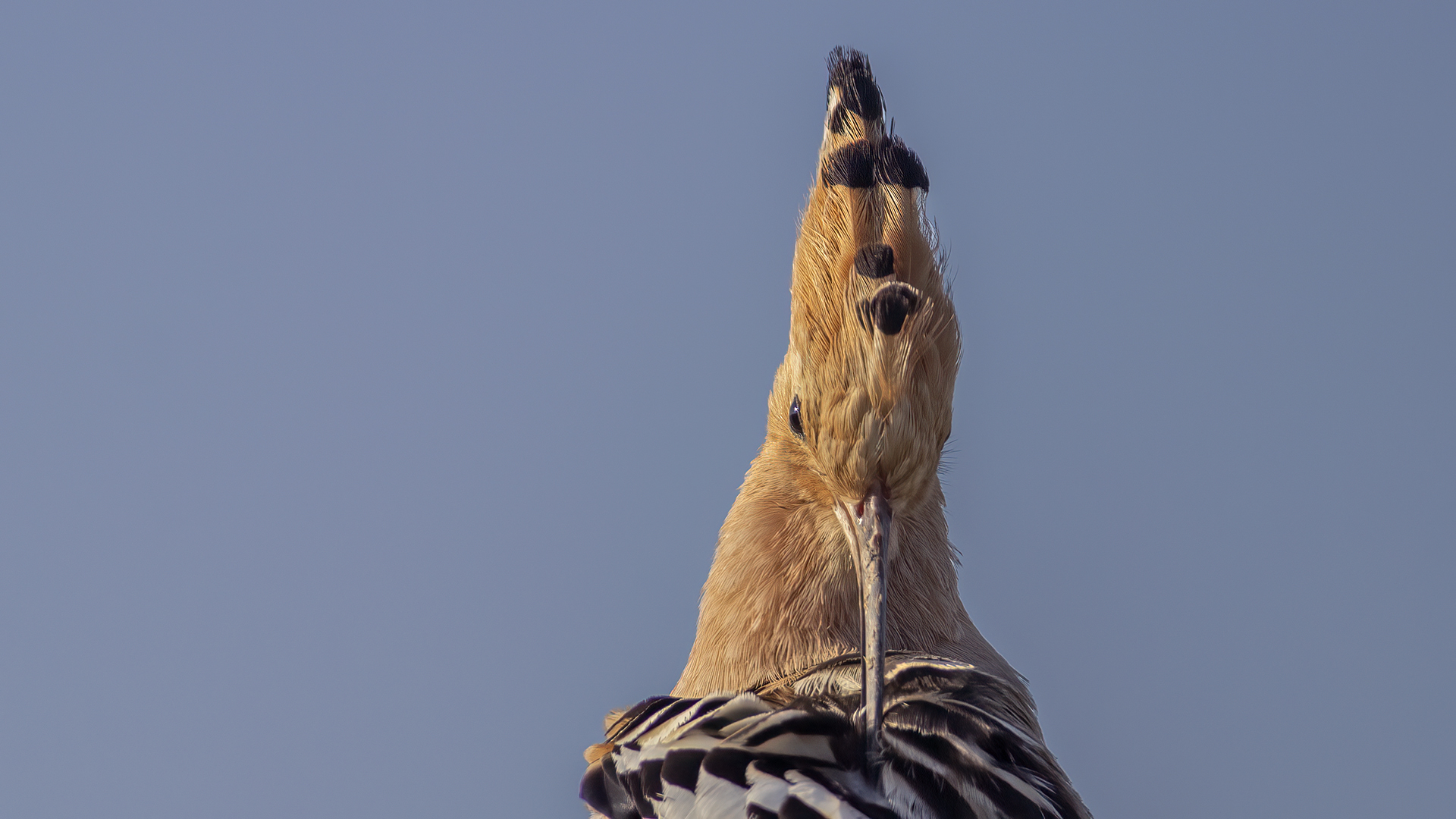 Eurasian Hoopoe