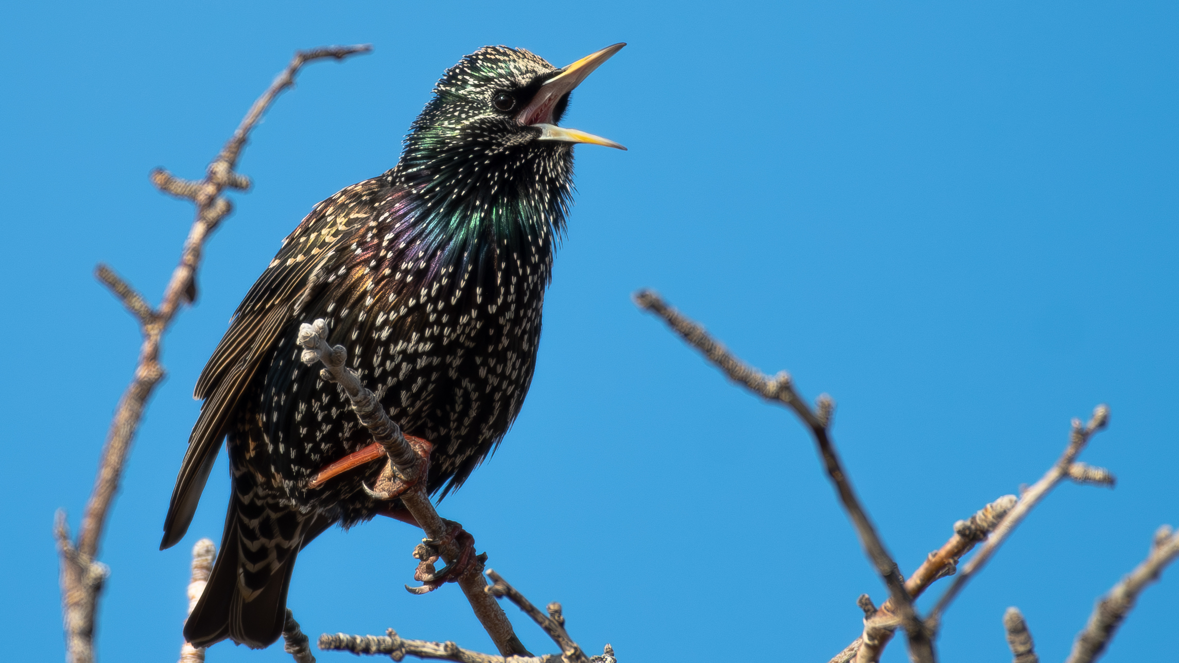 European Starling