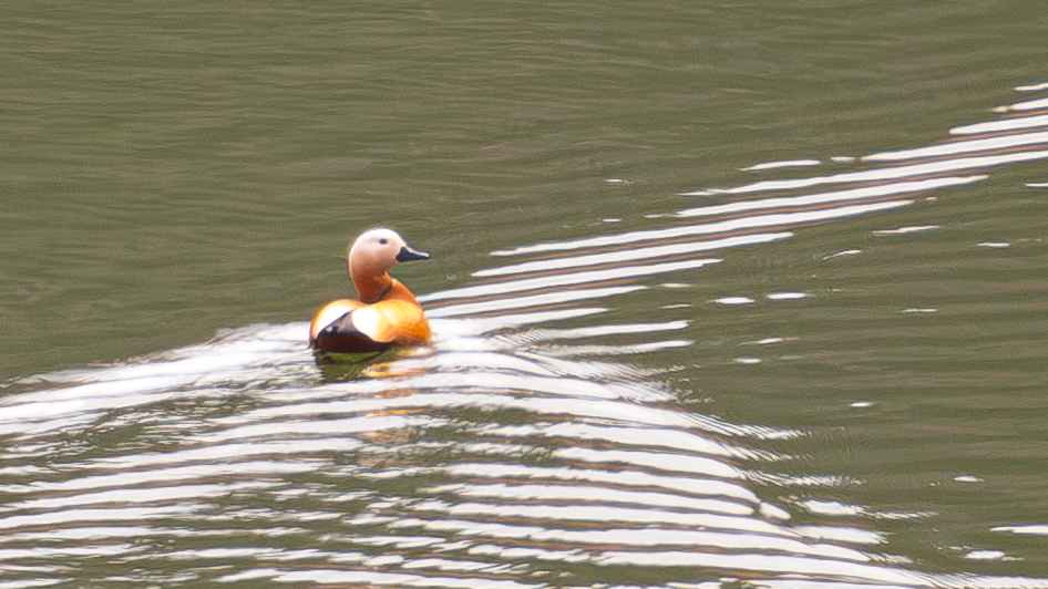 Ruddy Shelduck