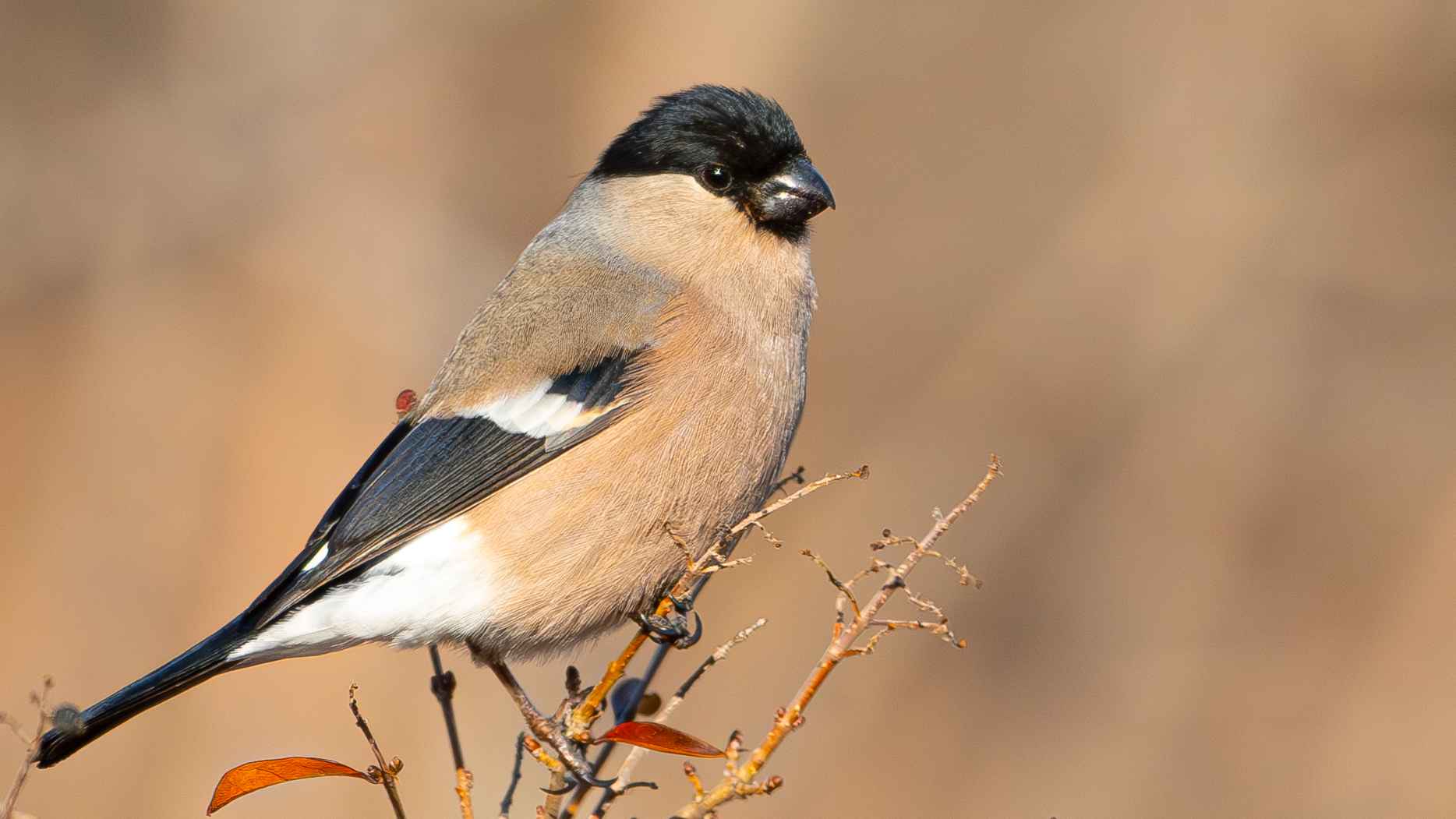 Eurasian Bullfinch