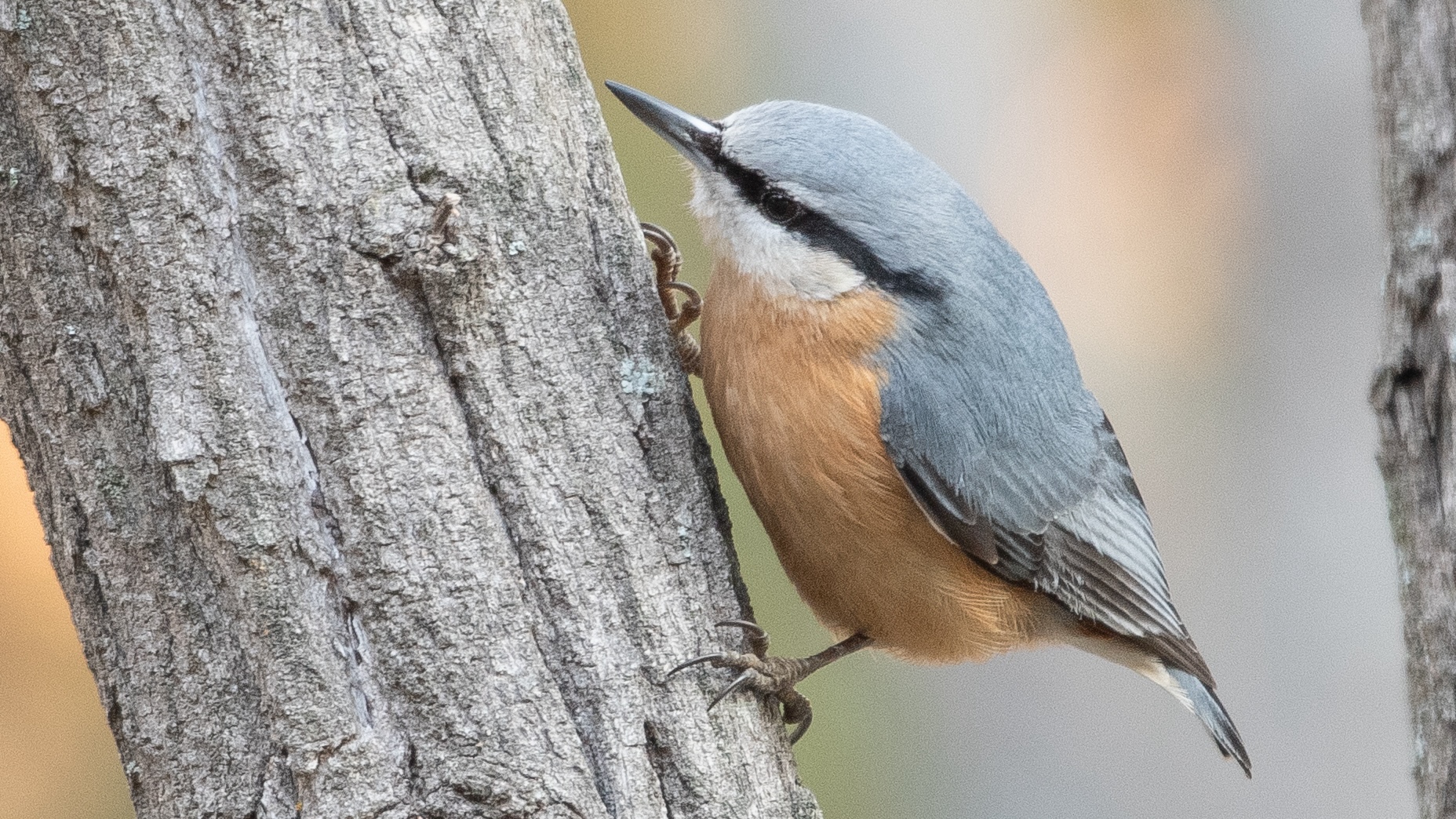 Eurasian Nuthatch