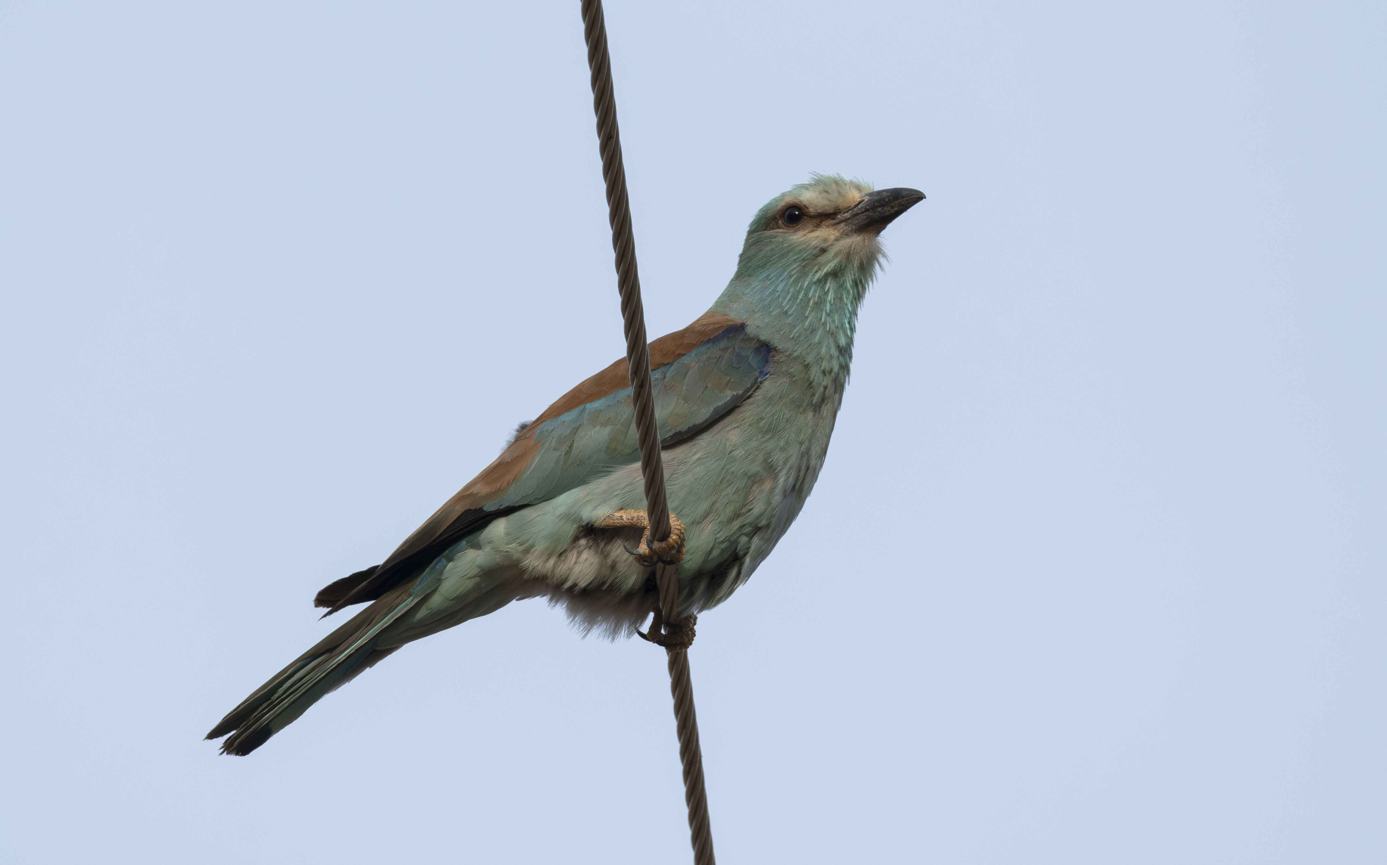 European Roller
