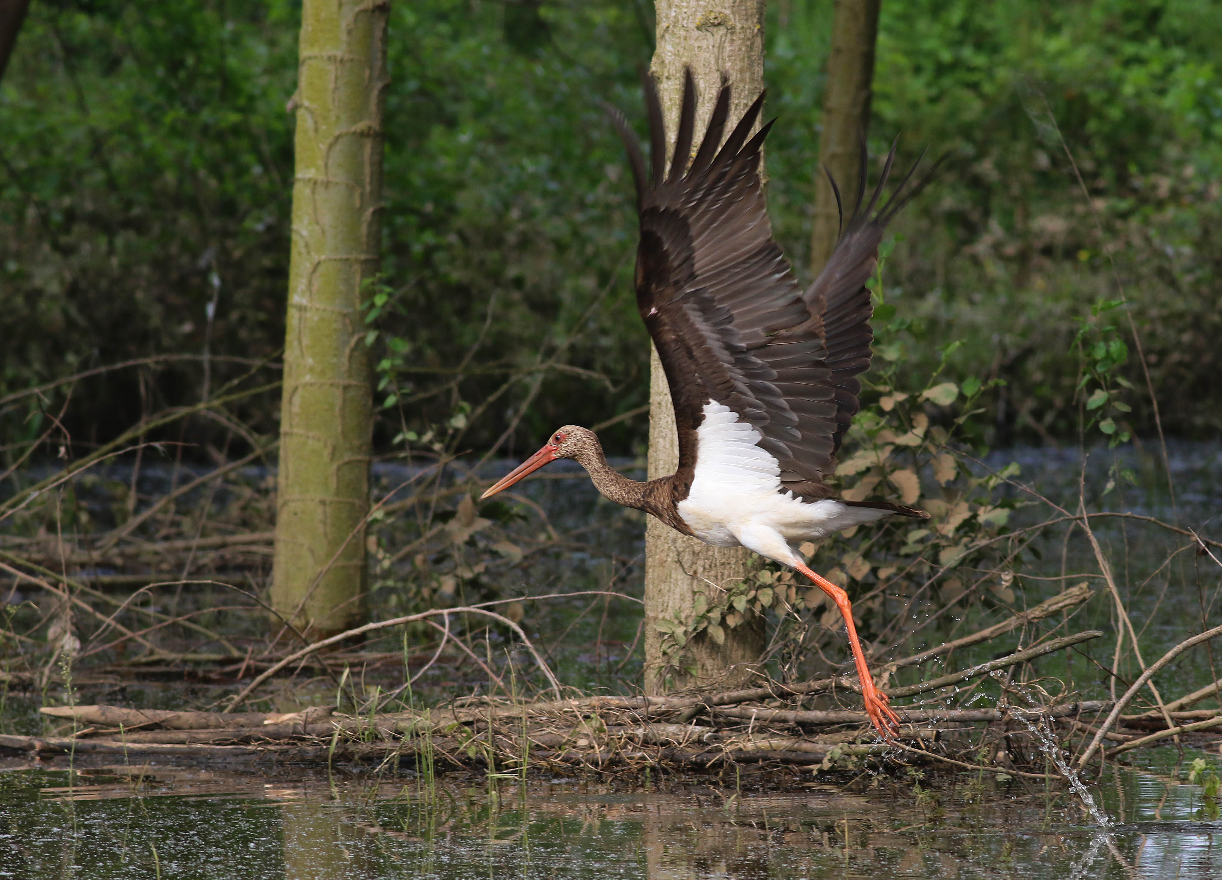 Black Stork