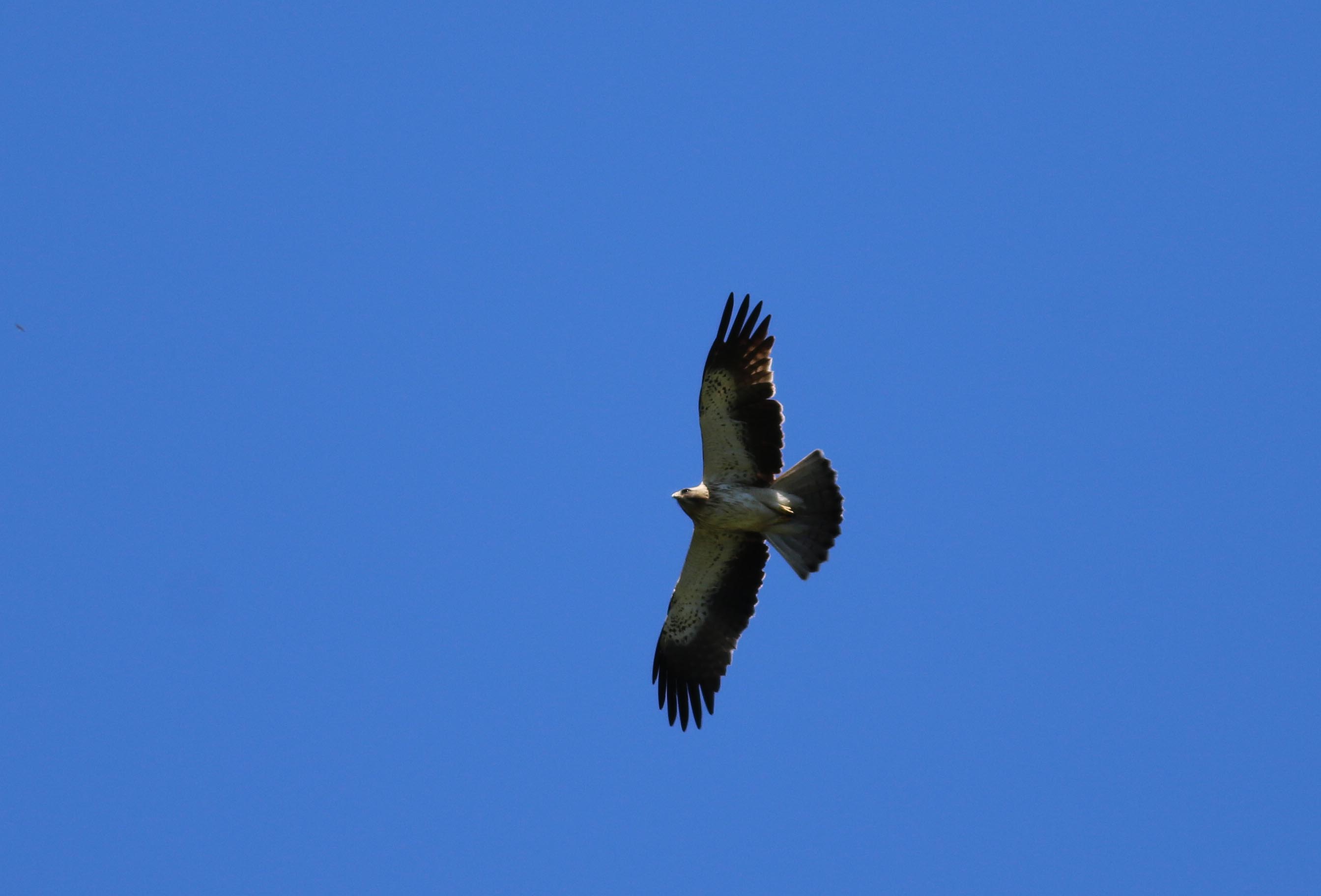 Booted Eagle