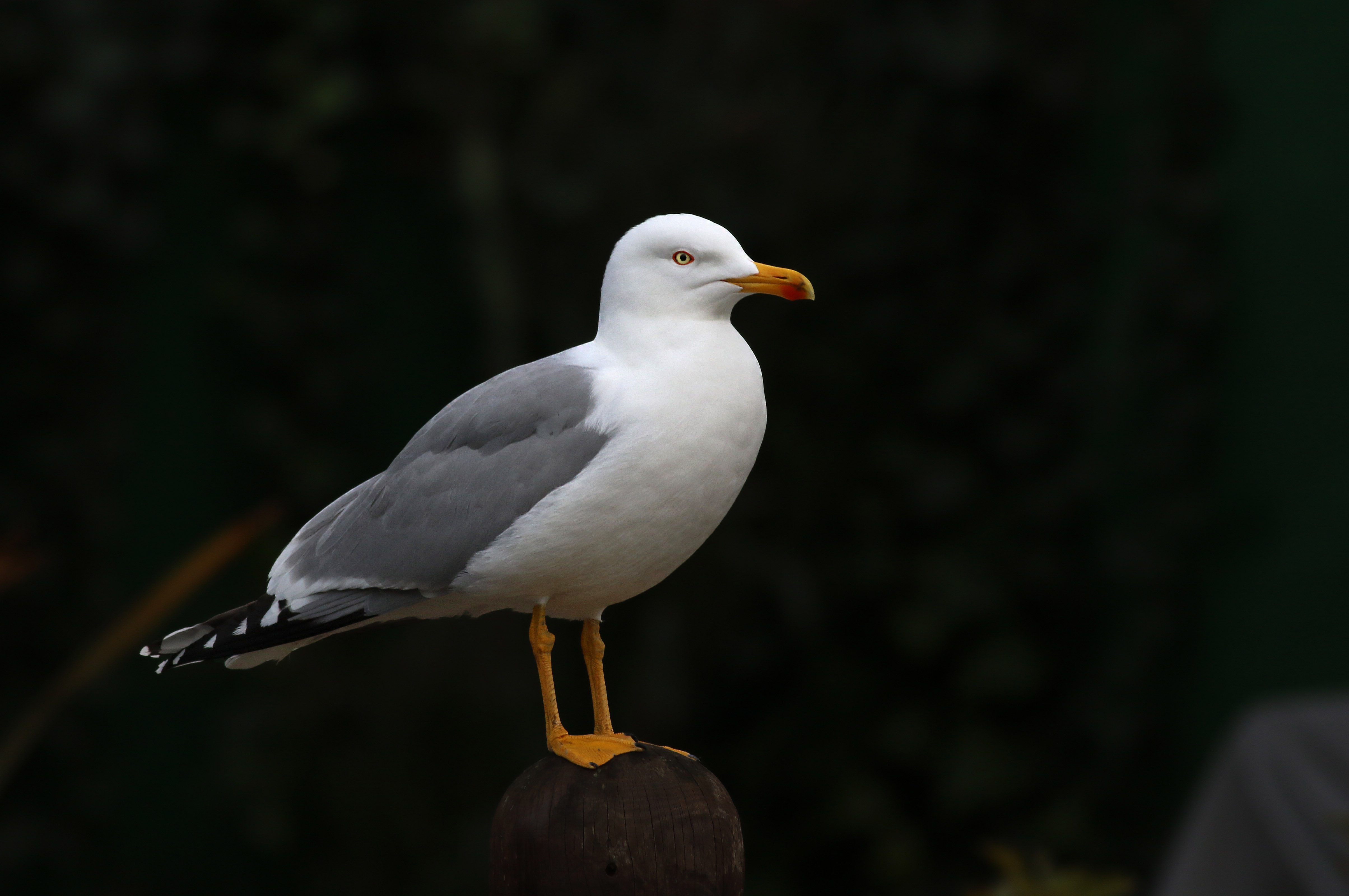 Yellow-legged Gull — Ana fotoğraf