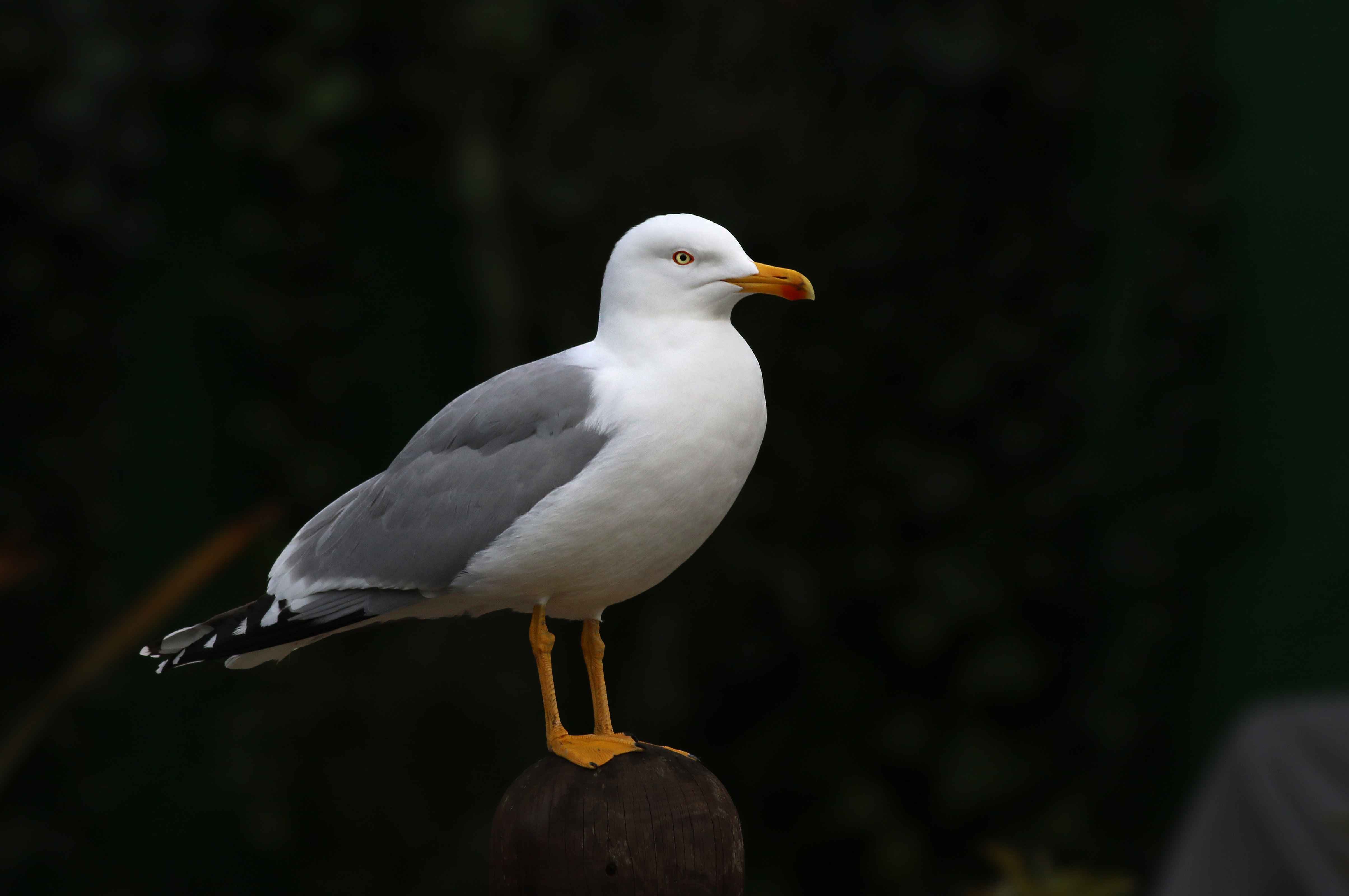 Yellow-legged Gull