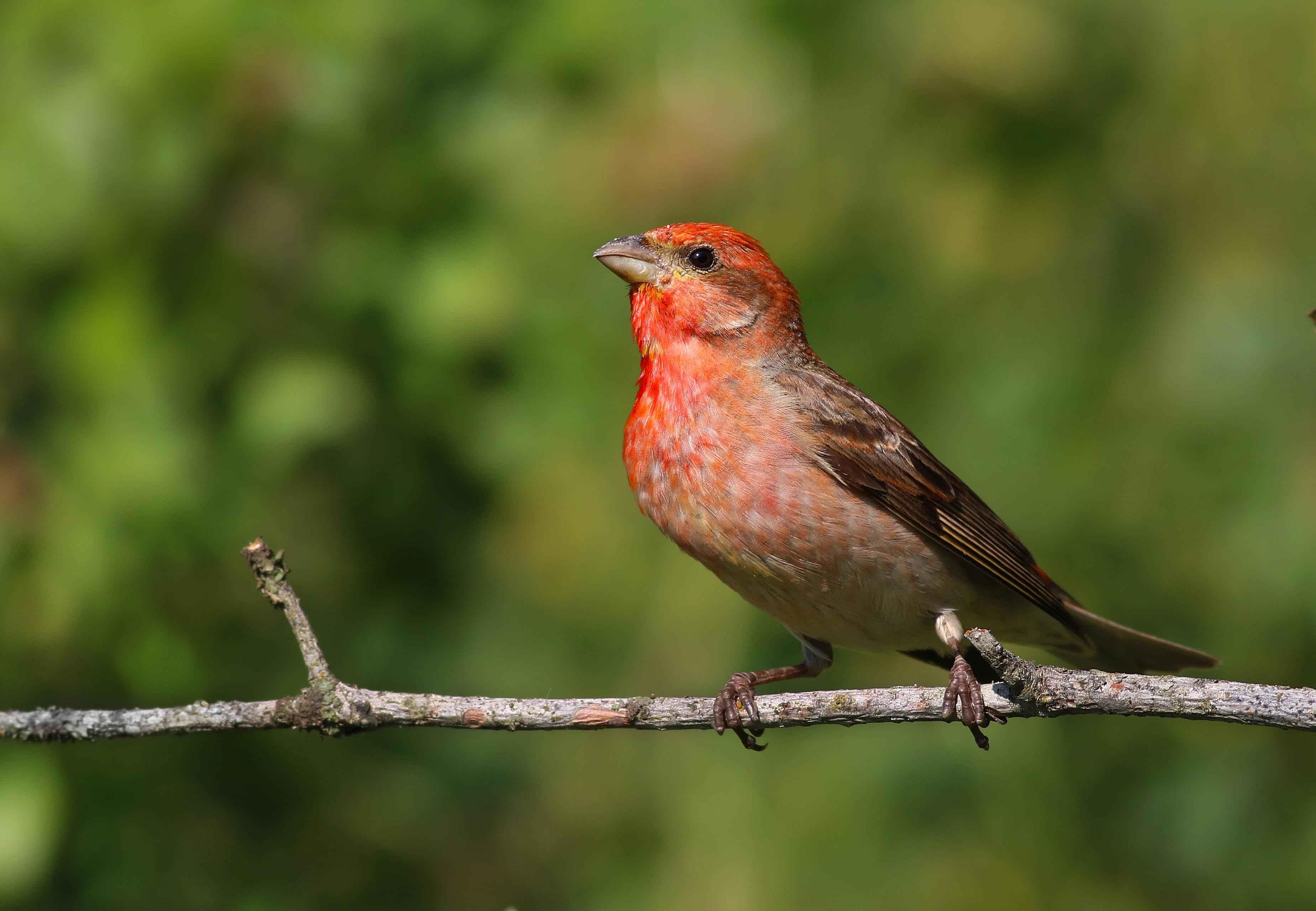 Common Rosefinch