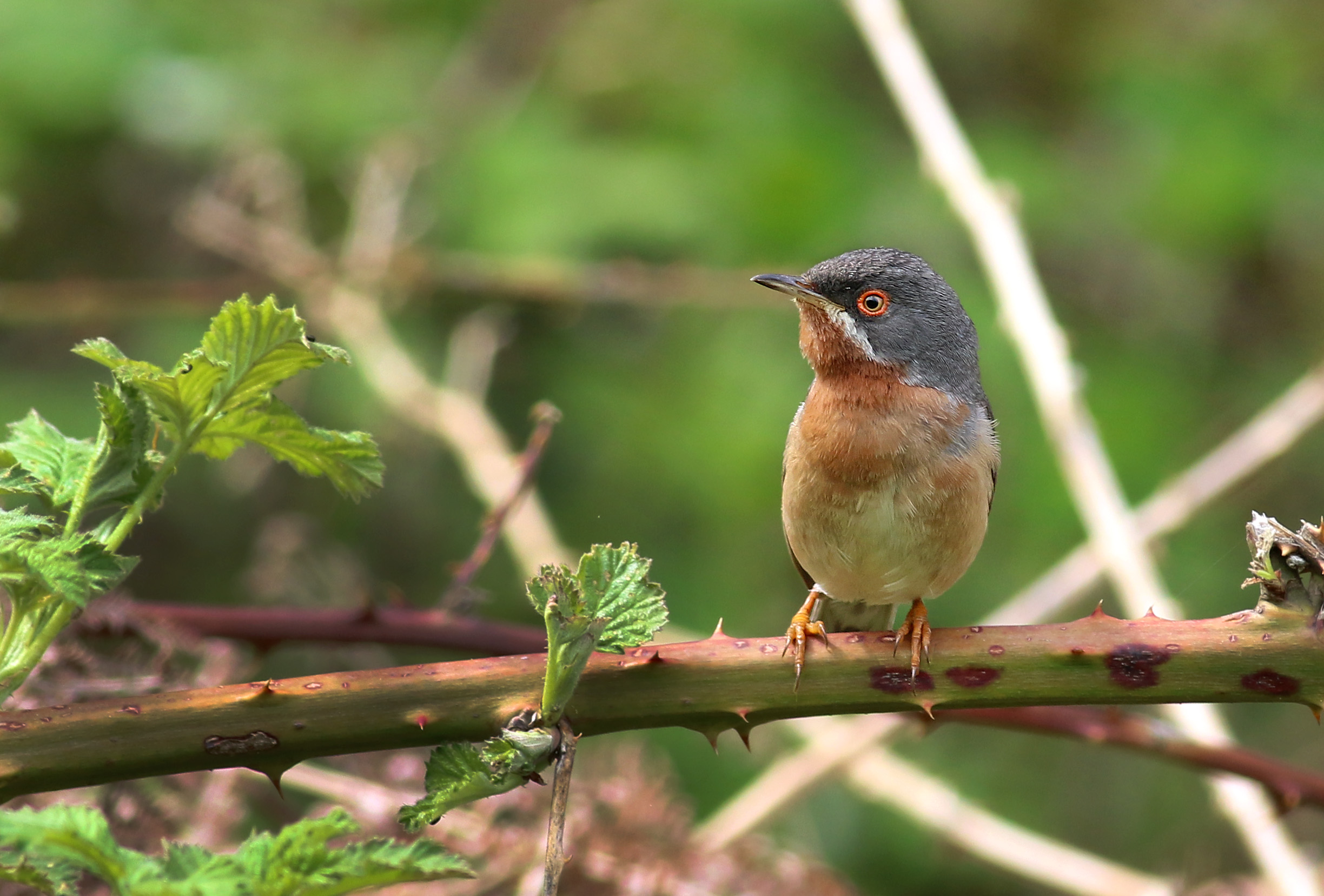 Subalpine Warbler