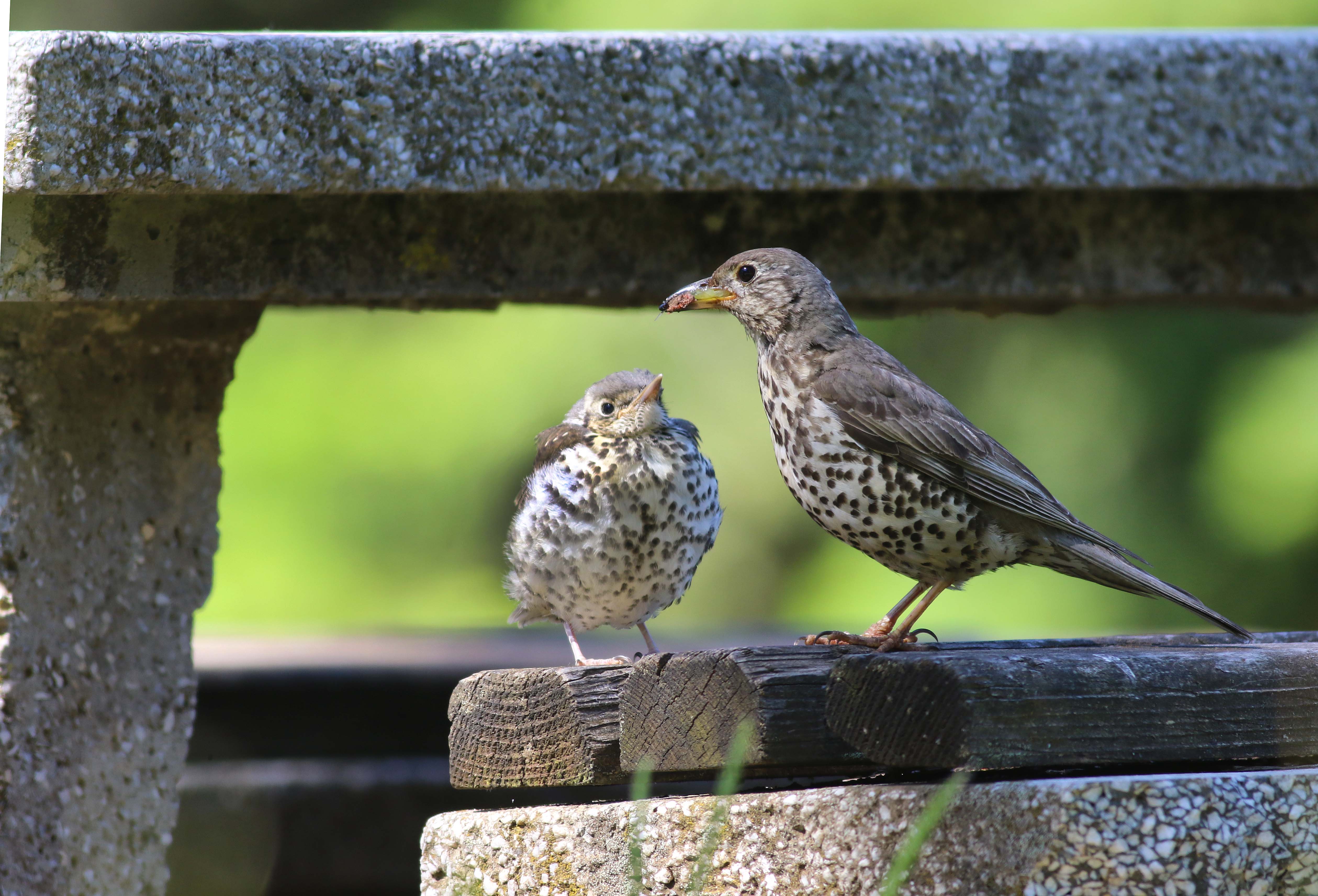 Mistle Thrush