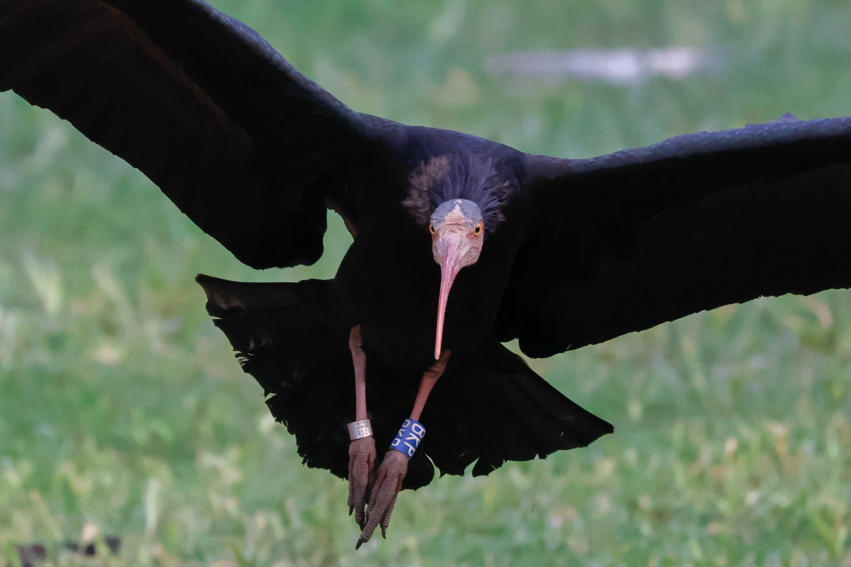 Northern Bald Ibis