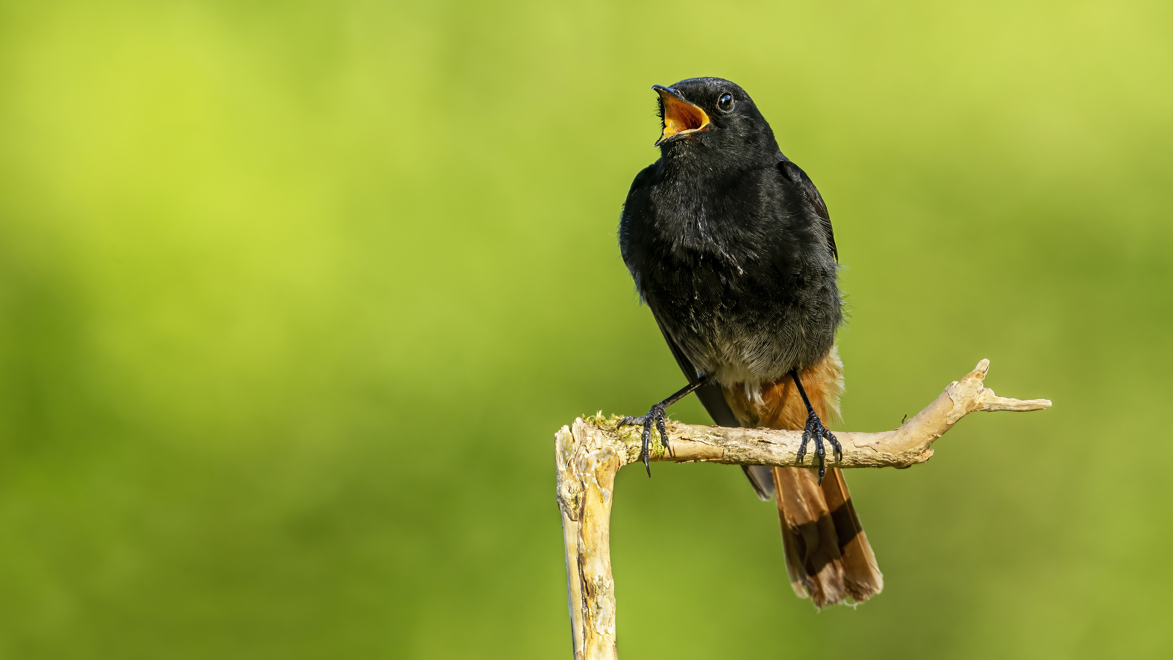 Black Redstart