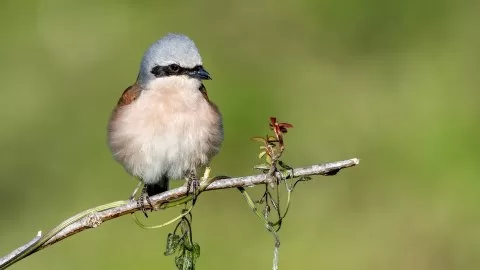 Kızılsırtlı örümcekkuşu