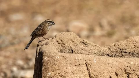 Kaya kirazkuşu