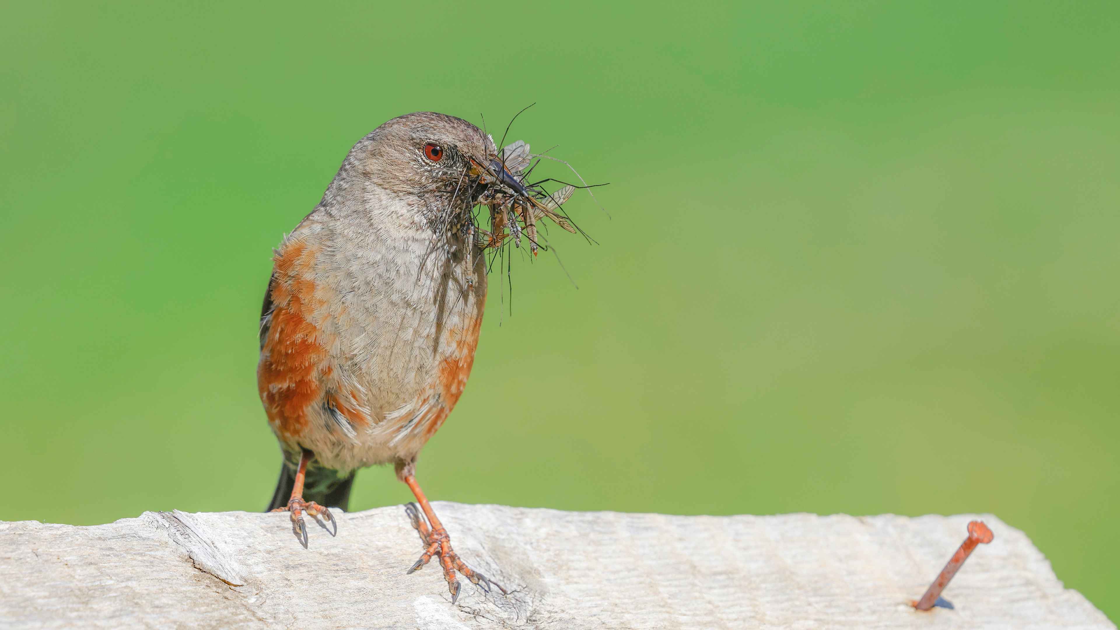 Alpine Accentor