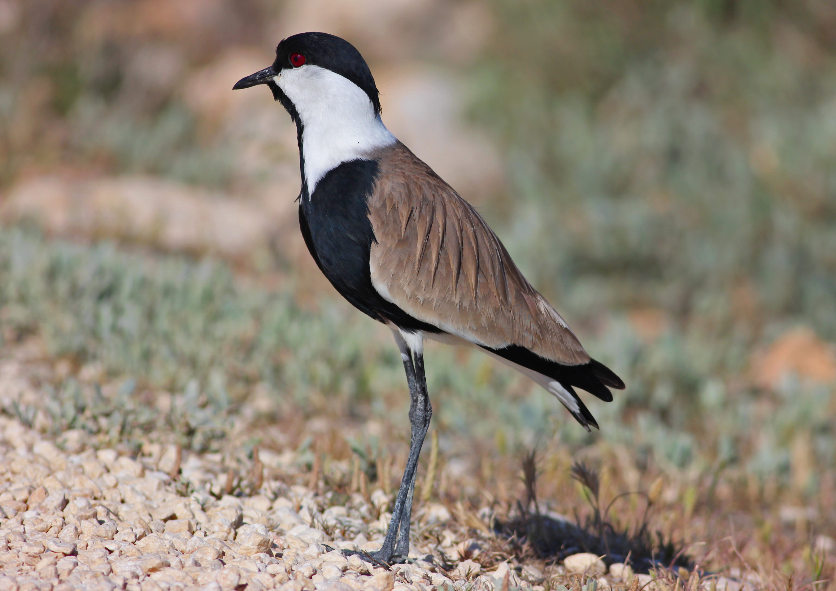 Spur-winged Lapwing