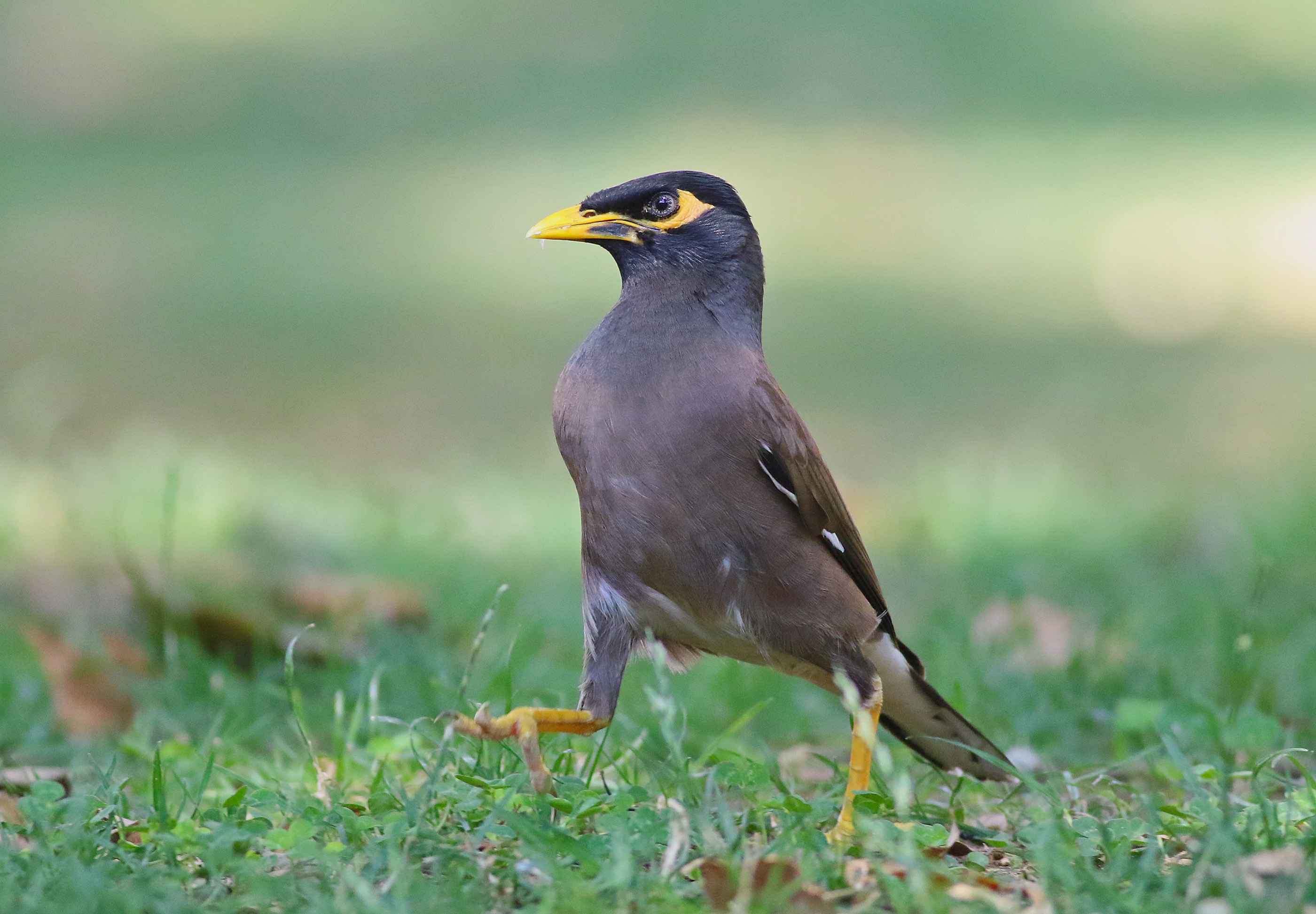 Common Myna