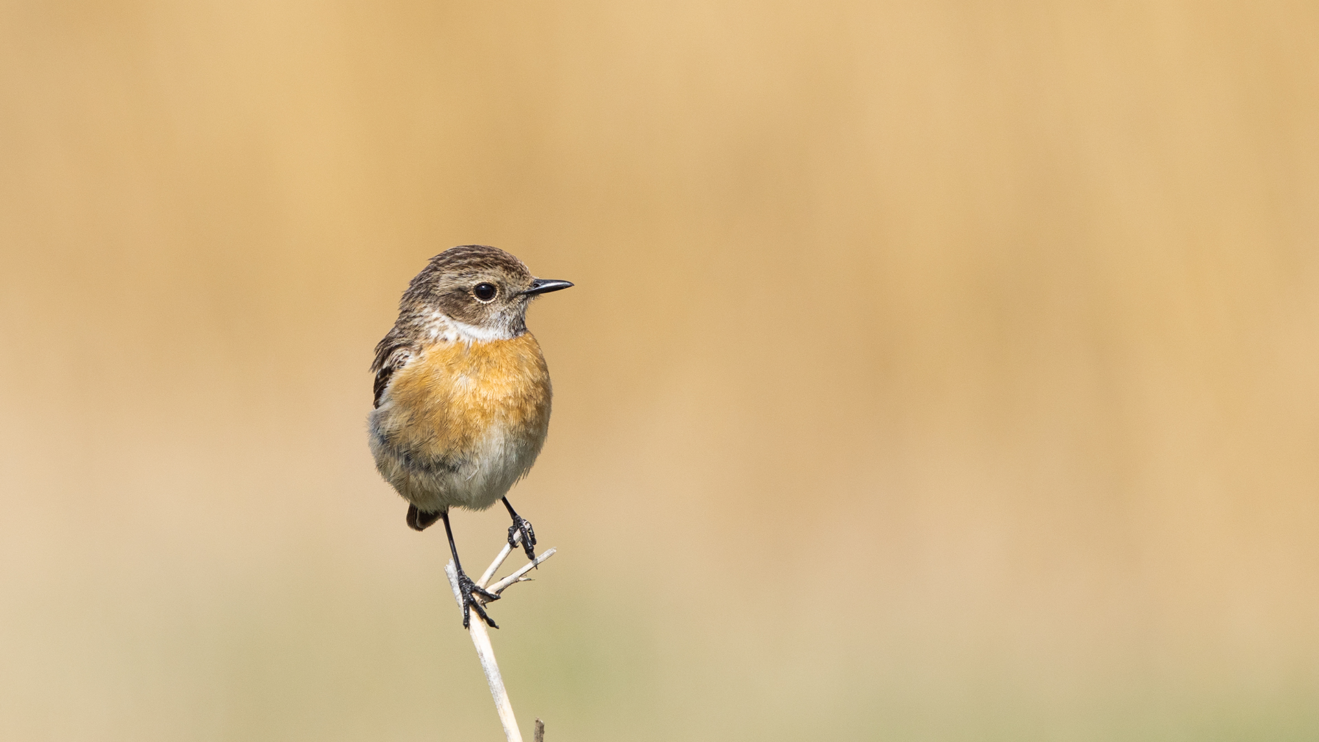 European Stonechat