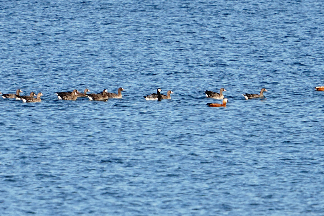 Barnacle Goose