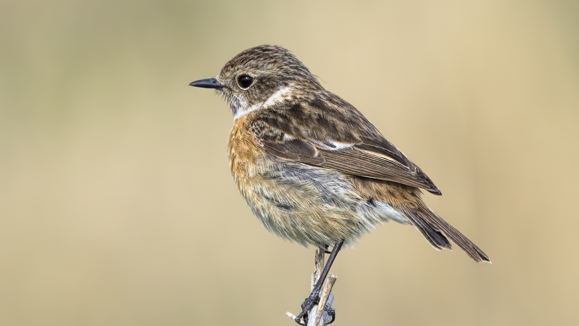 European Stonechat