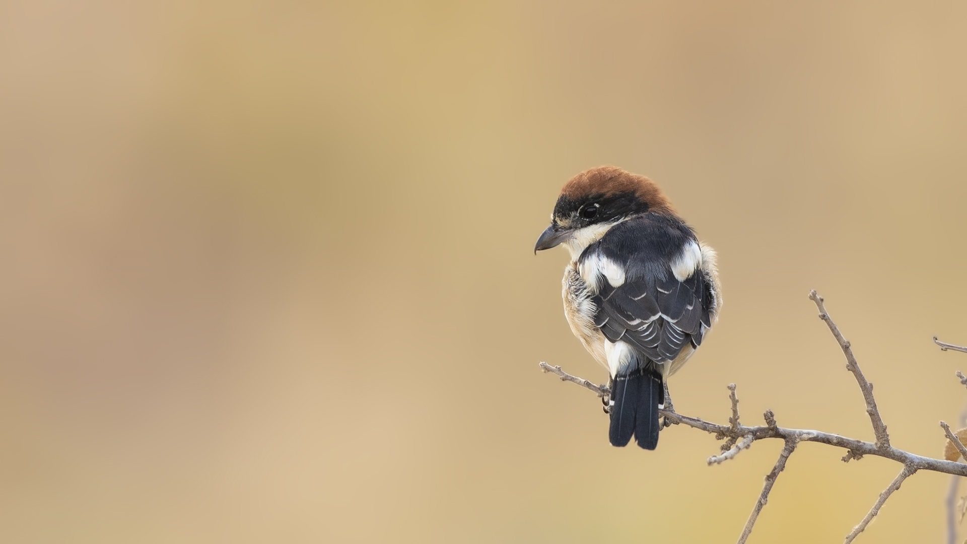 Woodchat Shrike