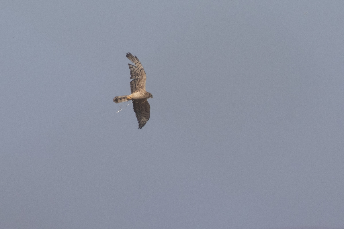 Montagu's Harrier