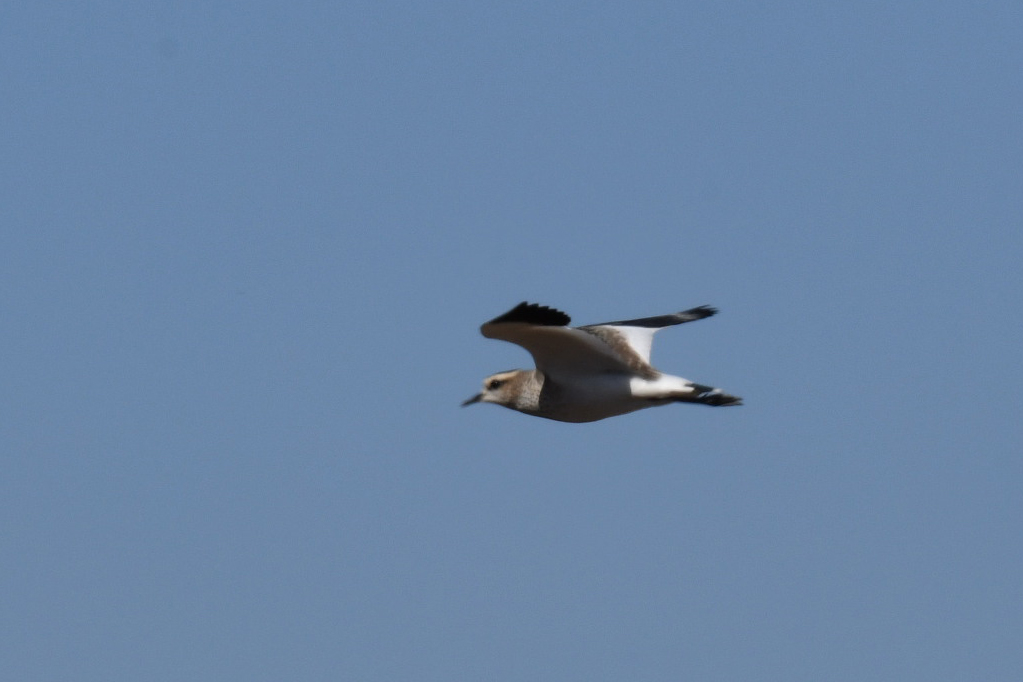 Sociable Lapwing — Ana fotoğraf
