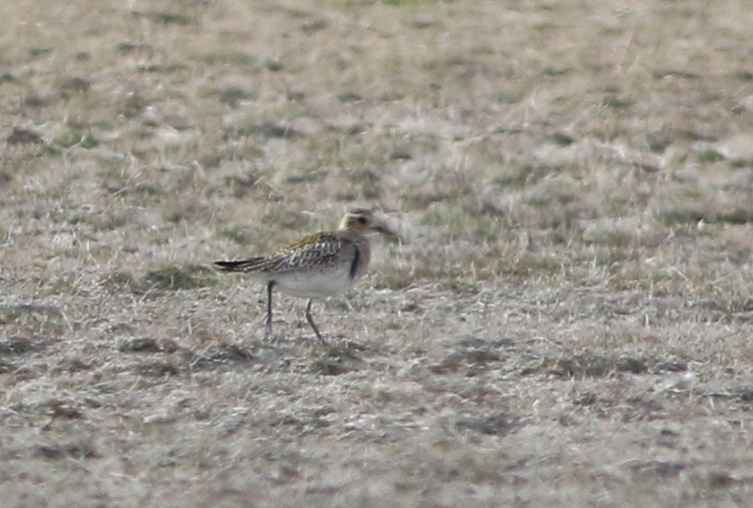 European Golden-Plover